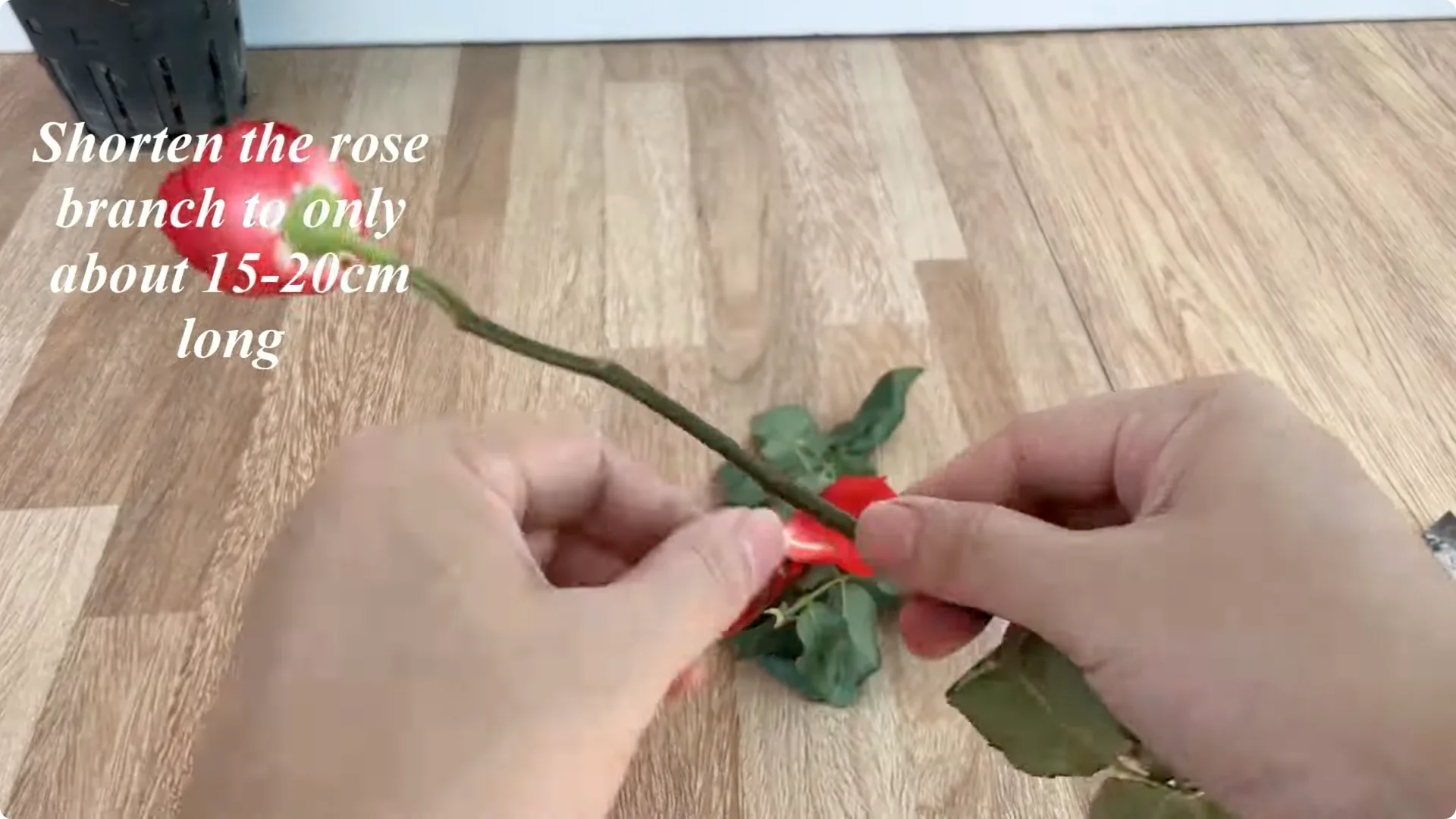 How Just One Spoon Helps Rose Branches Root and Bloom Year-Round screenshot 1