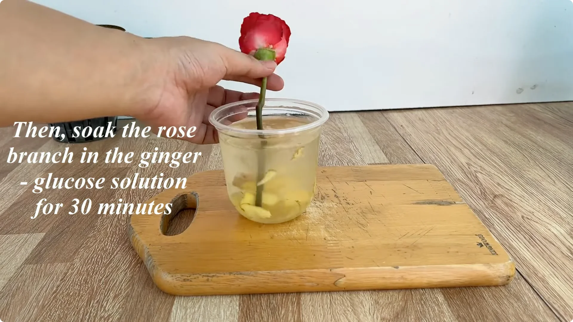 How Just One Spoon Helps Rose Branches Root and Bloom Year-Round screenshot 2