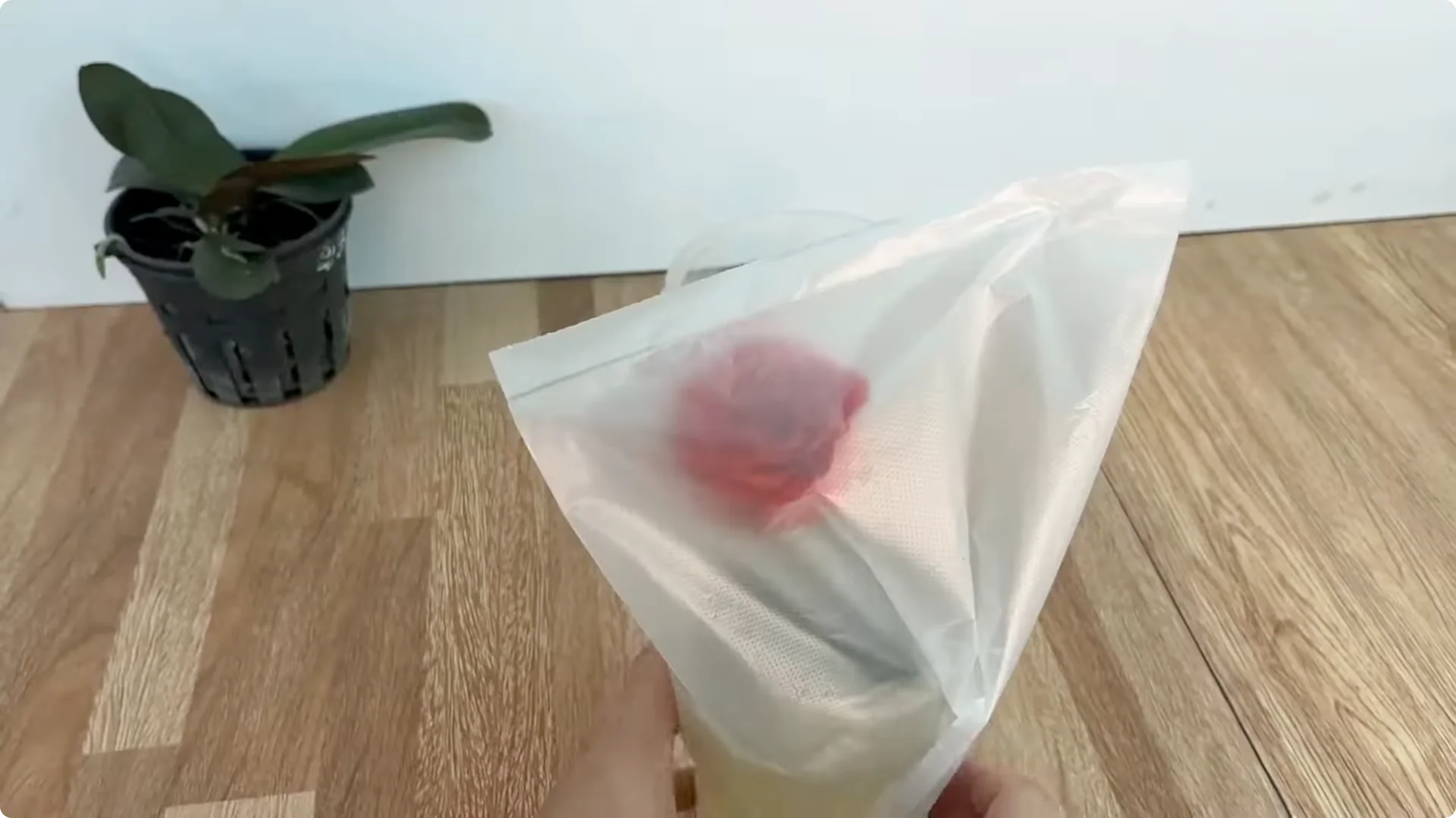 How Just One Spoon Helps Rose Branches Root and Bloom Year-Round screenshot 7