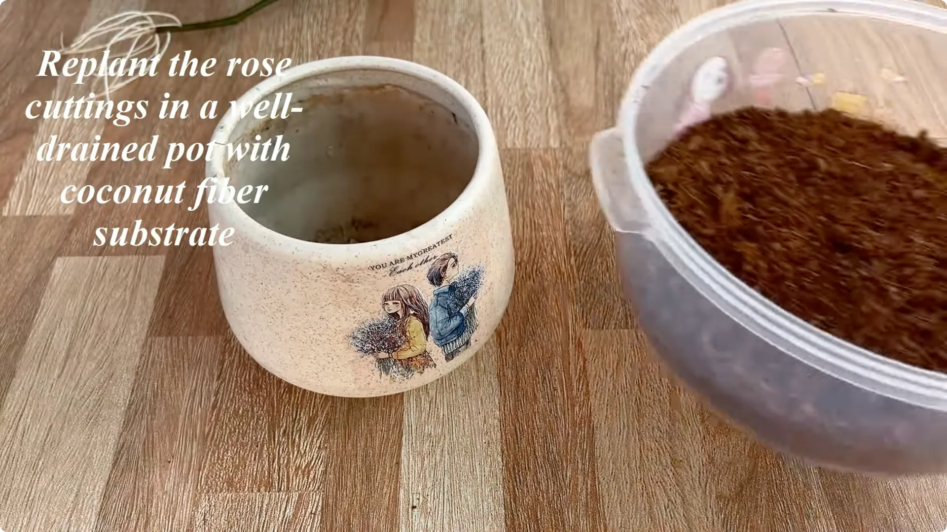 How Just One Spoon Helps Rose Branches Root and Bloom Year-Round screenshot 9