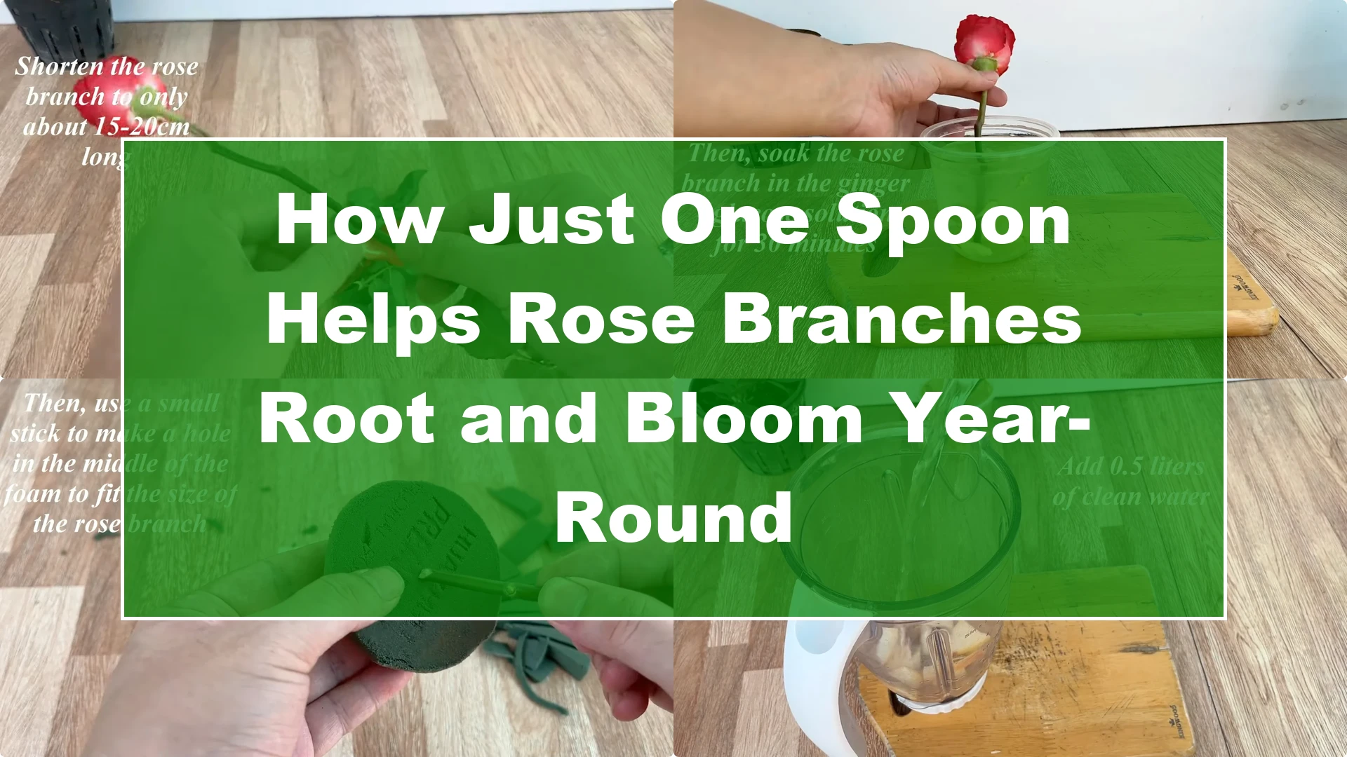 How Just One Spoon Helps Rose Branches Root and Bloom Year-Round - Featured Image