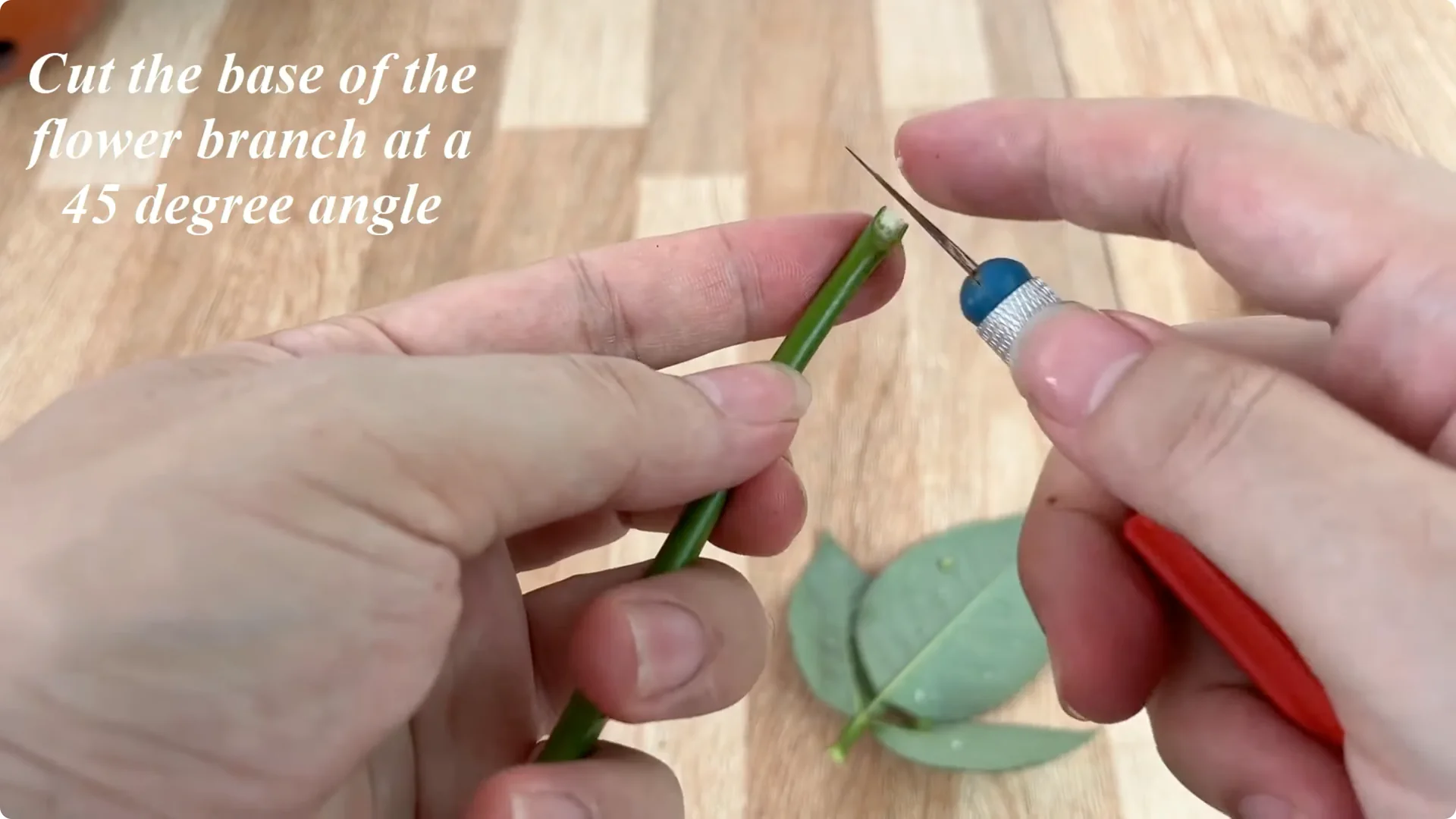 How One Clove of Garlic Transforms Your Rose Plant Roots and Blooms screenshot 1