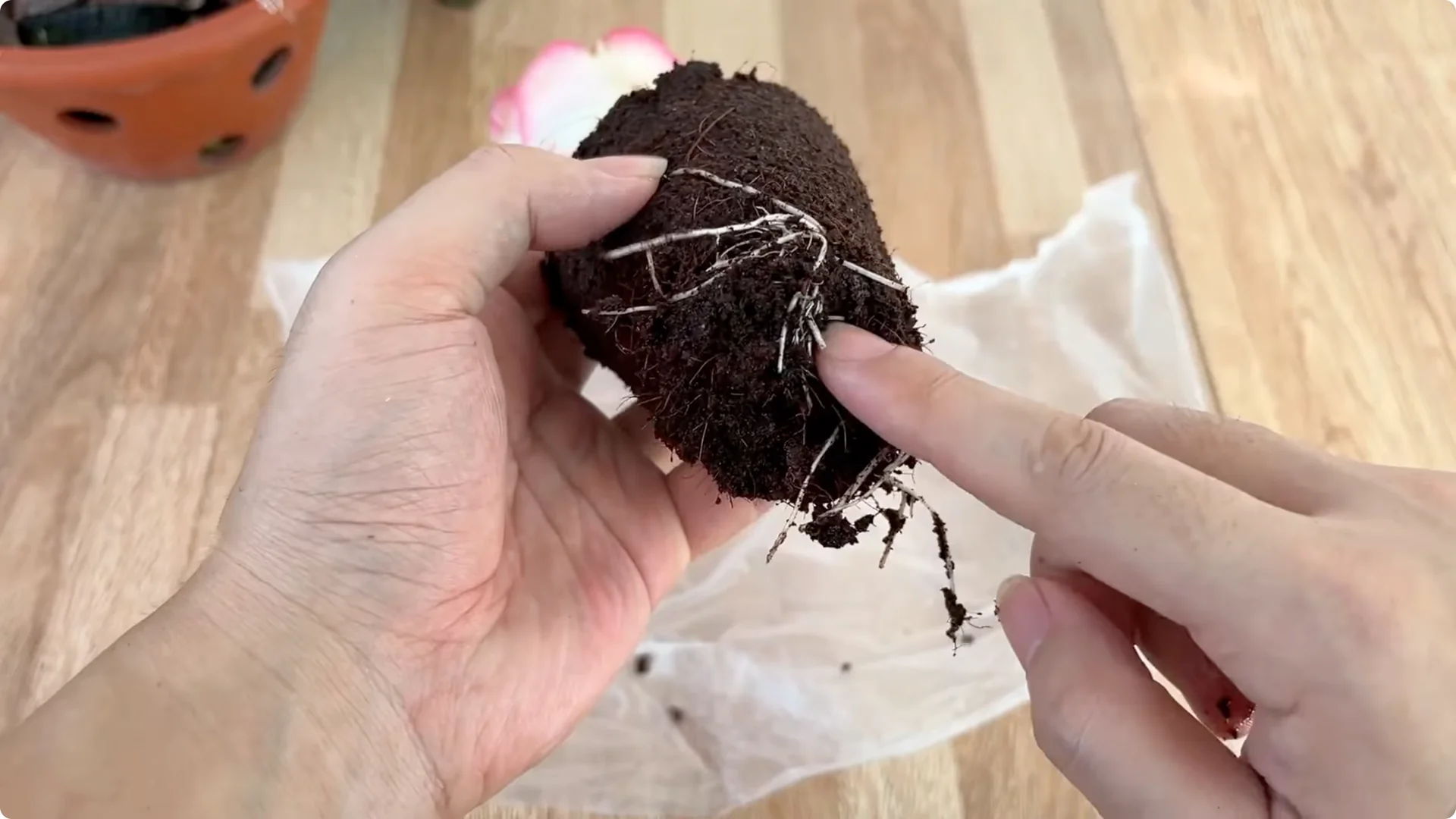 How One Clove of Garlic Transforms Your Rose Plant Roots and Blooms screenshot 6