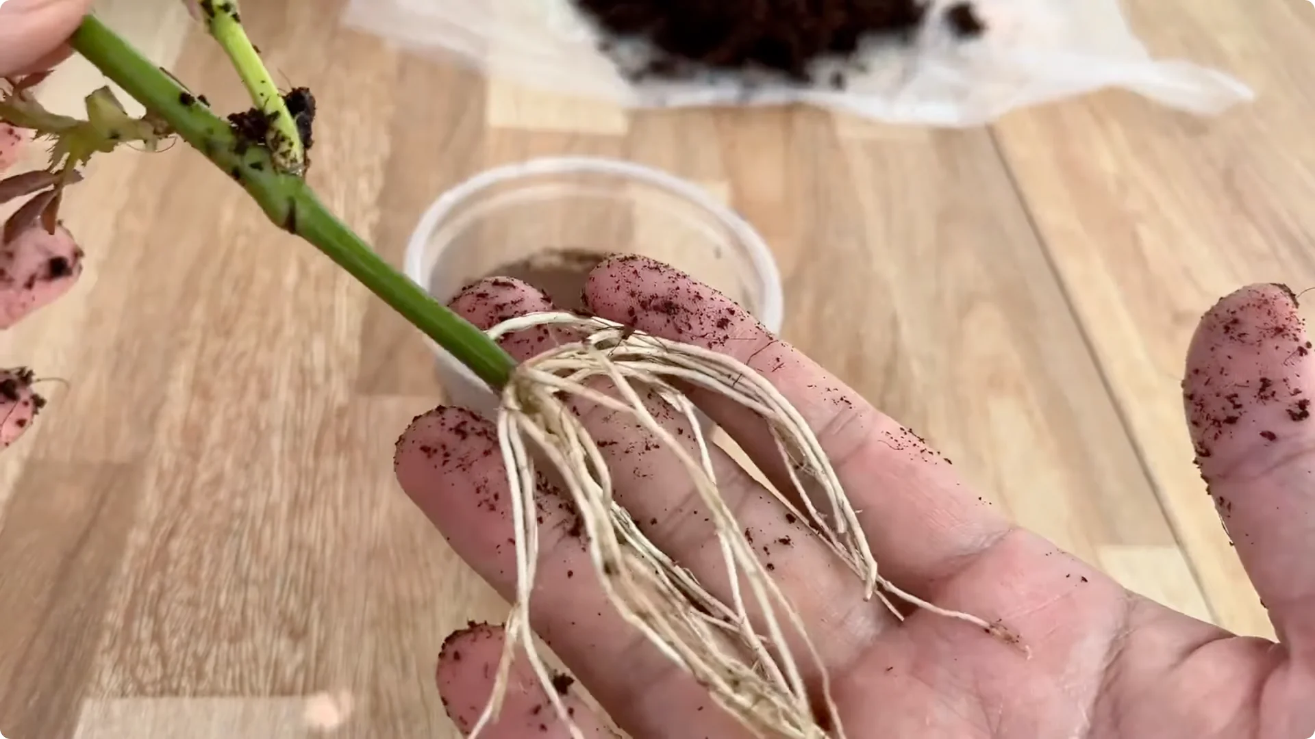 How One Clove of Garlic Transforms Your Rose Plant Roots and Blooms screenshot 7
