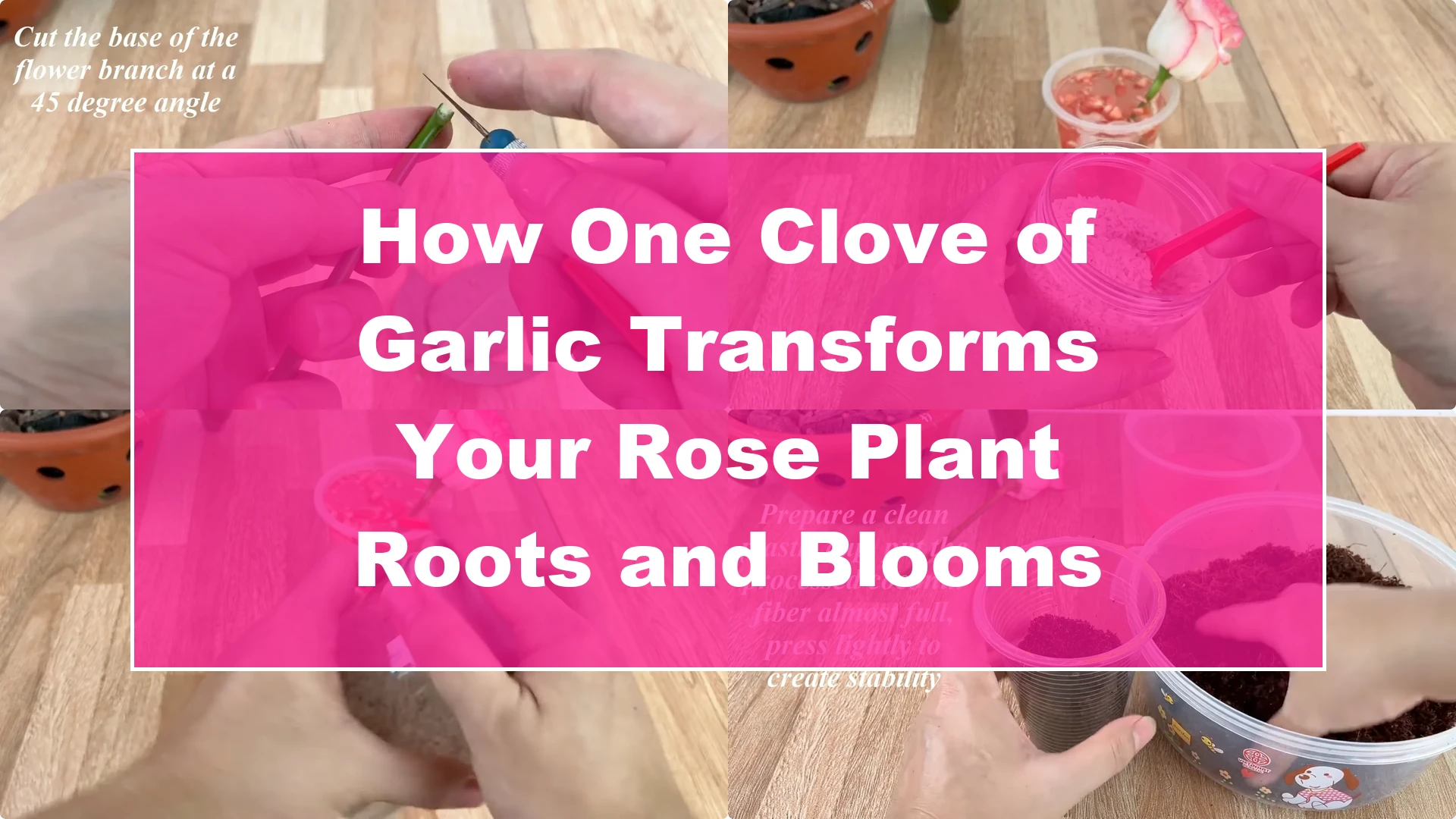 How One Clove of Garlic Transforms Your Rose Plant Roots and Blooms - Featured Image