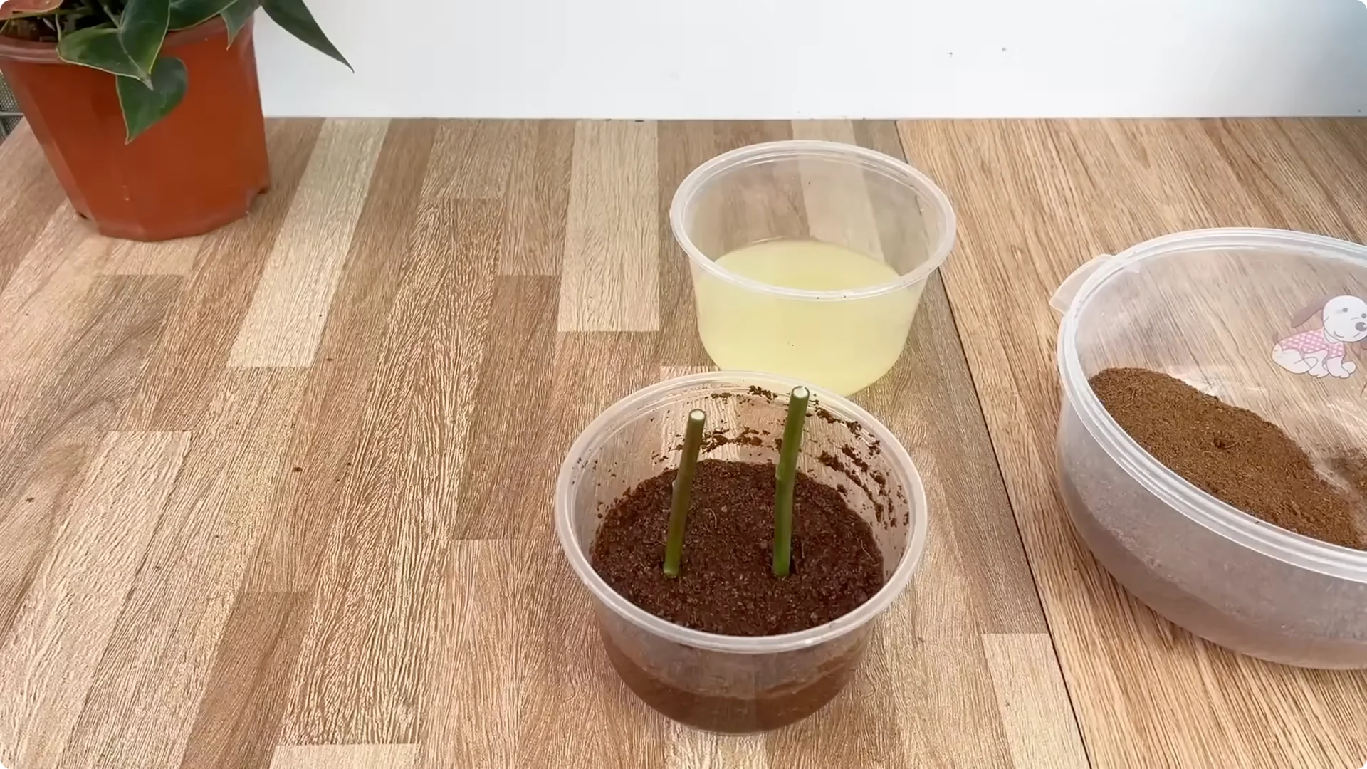 How One Cup Can Transform Your Rose Plant’s Growth screenshot 10