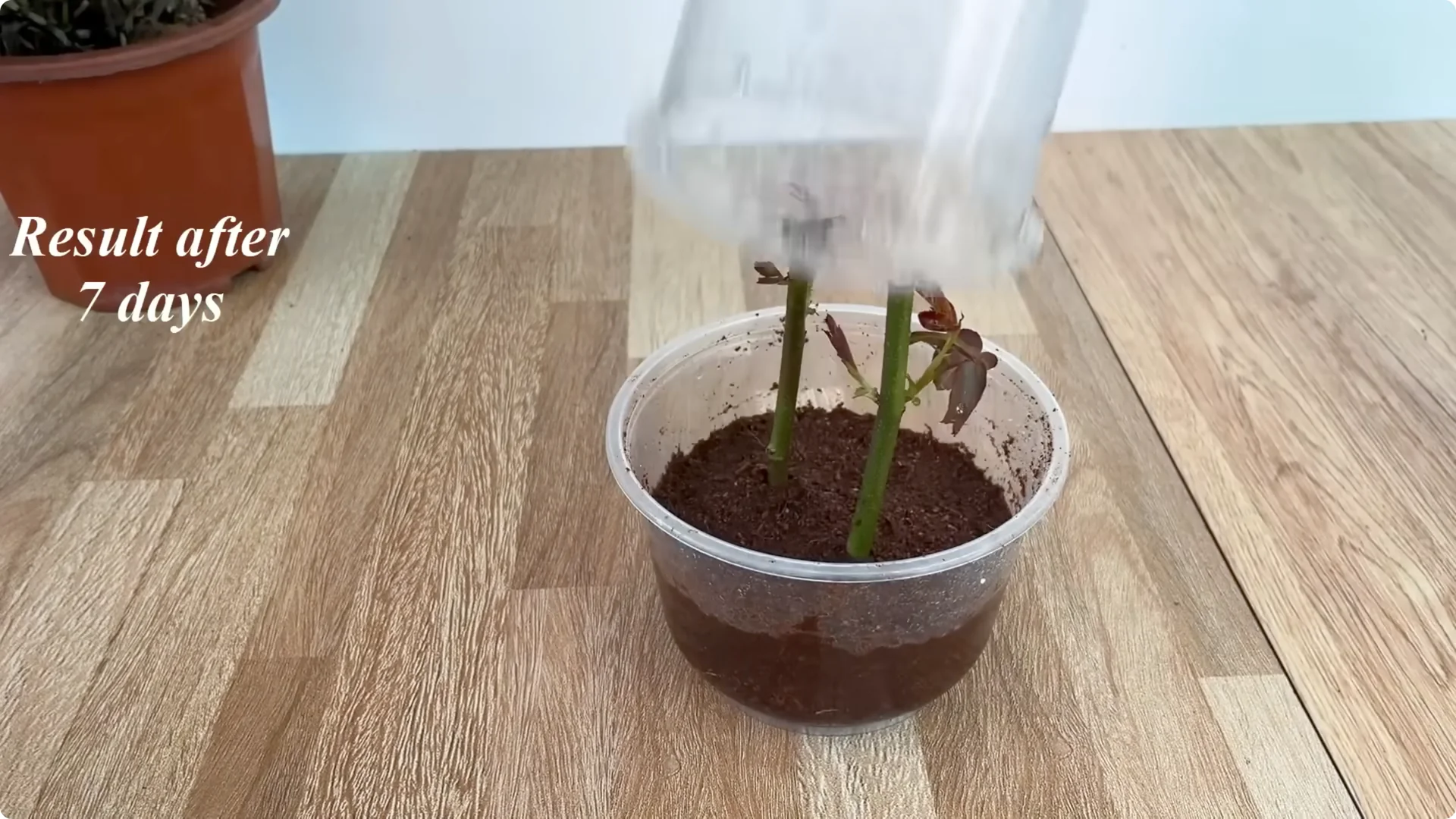 How One Cup Can Transform Your Rose Plant’s Growth screenshot 11