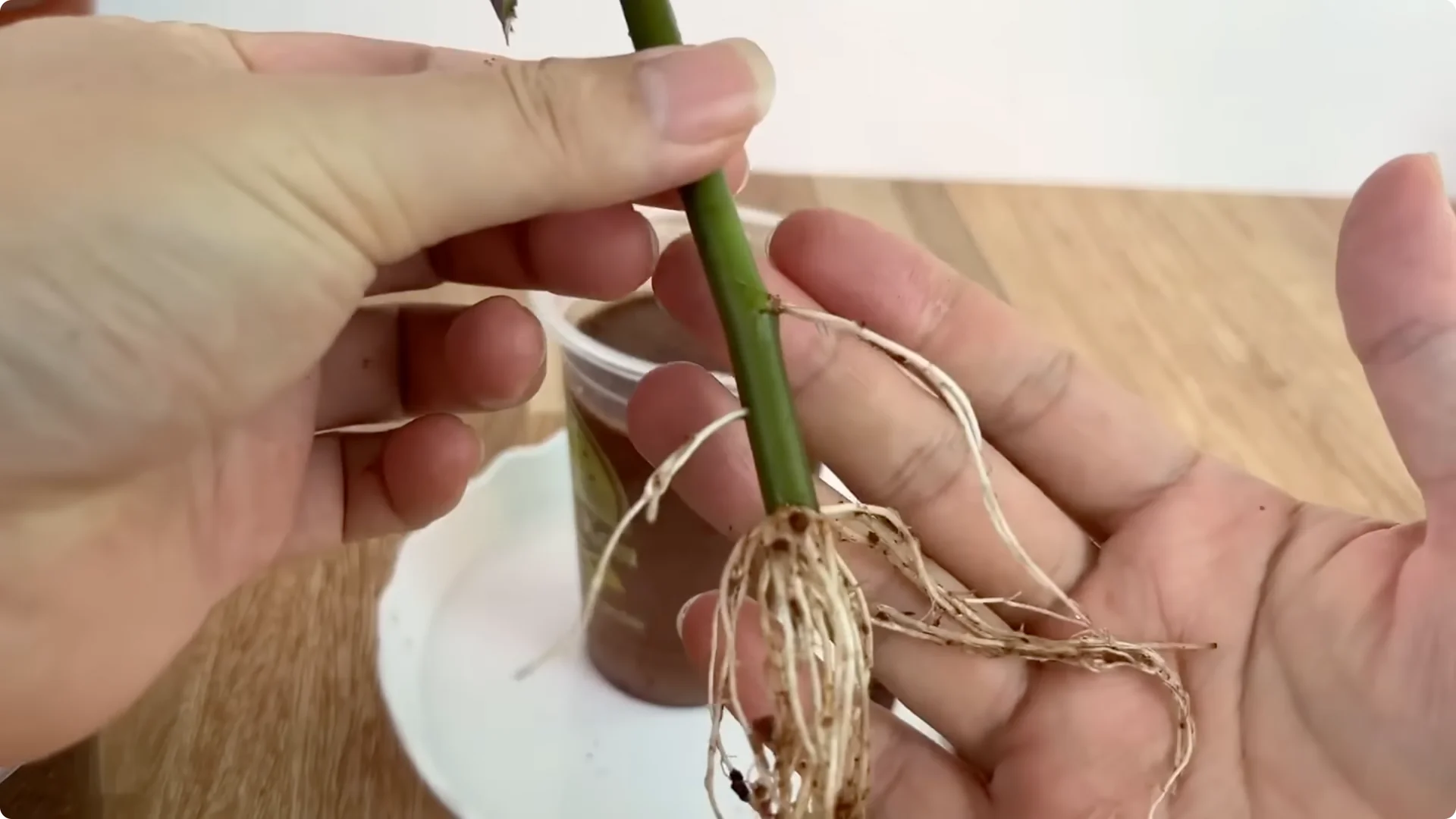 How One Cup Can Transform Your Rose Plant’s Growth screenshot 12