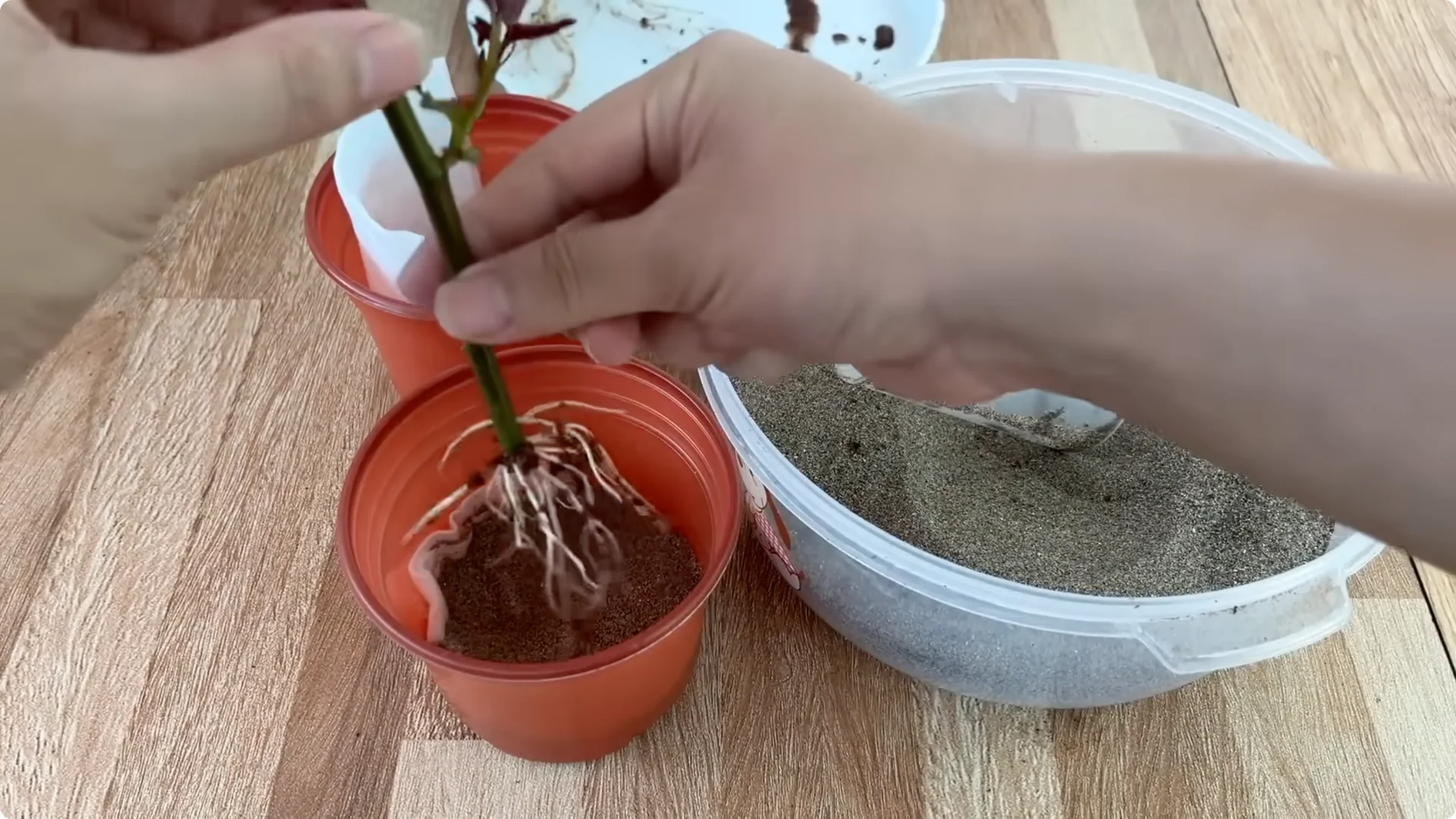 How One Cup Can Transform Your Rose Plant’s Growth screenshot 13