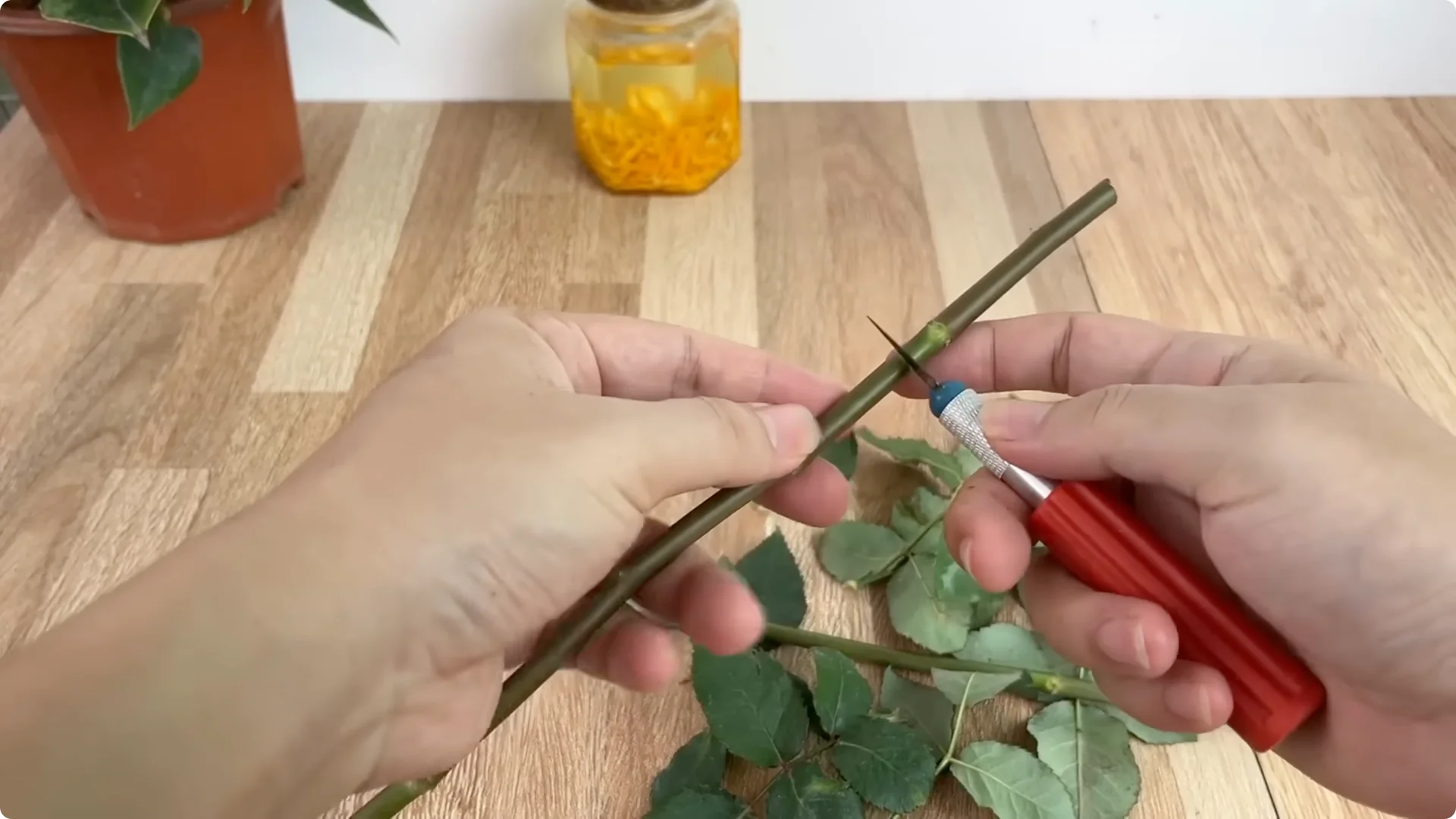 How One Cup Can Transform Your Rose Plant’s Growth screenshot 3