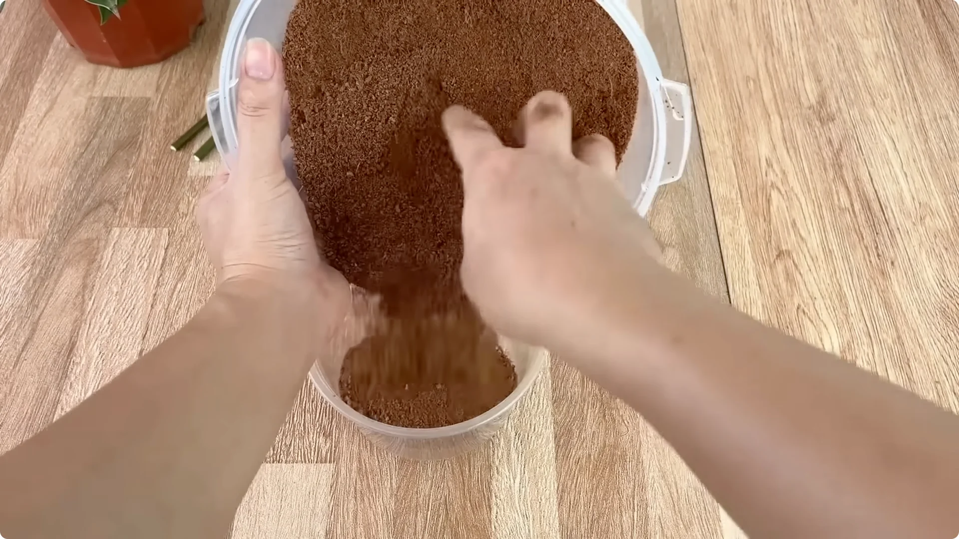 How One Cup Can Transform Your Rose Plant’s Growth screenshot 8