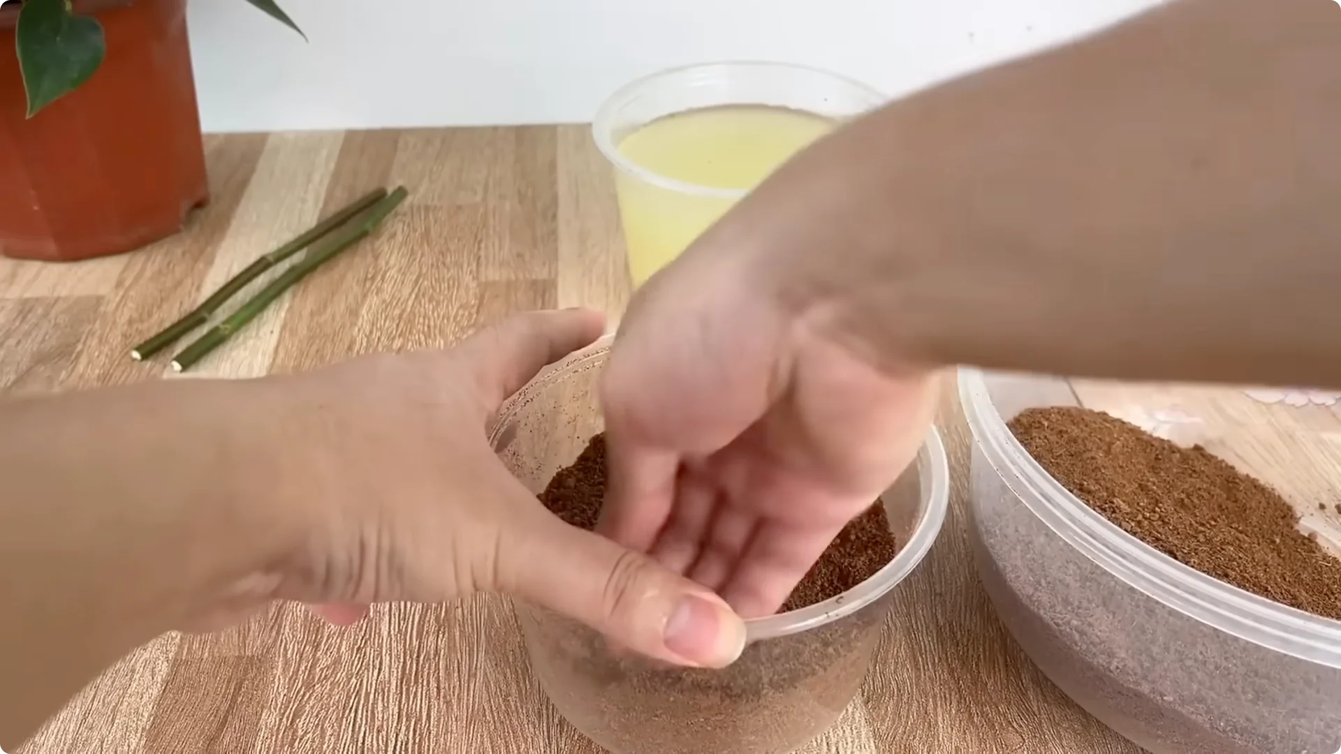 How One Cup Can Transform Your Rose Plant’s Growth screenshot 9