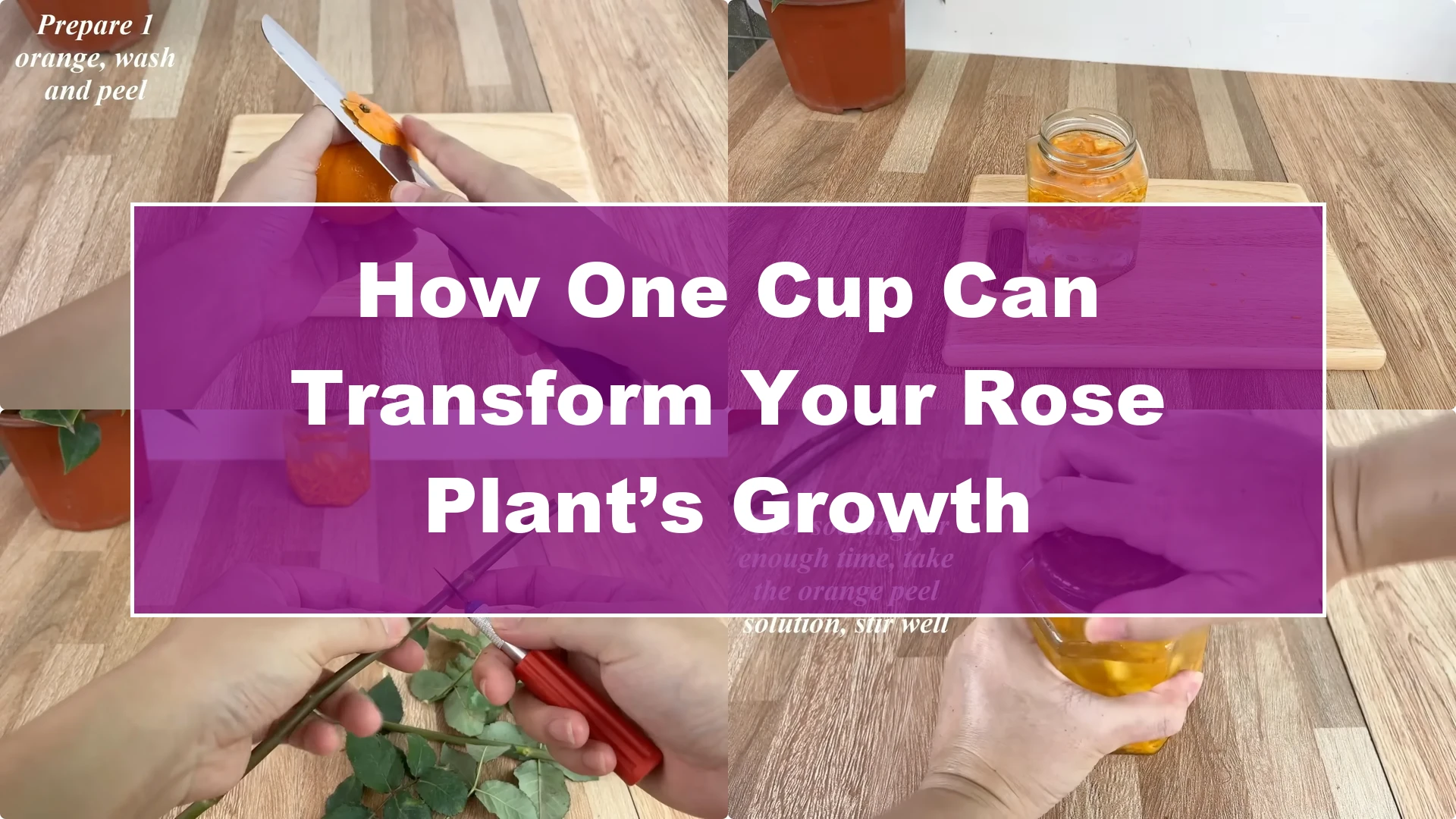 How One Cup Can Transform Your Rose Plant’s Growth - Featured Image