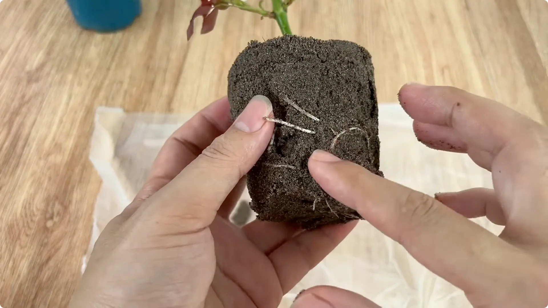 How One Cup Helped a Rose Branch Root and Bloom Abundantly screenshot 10