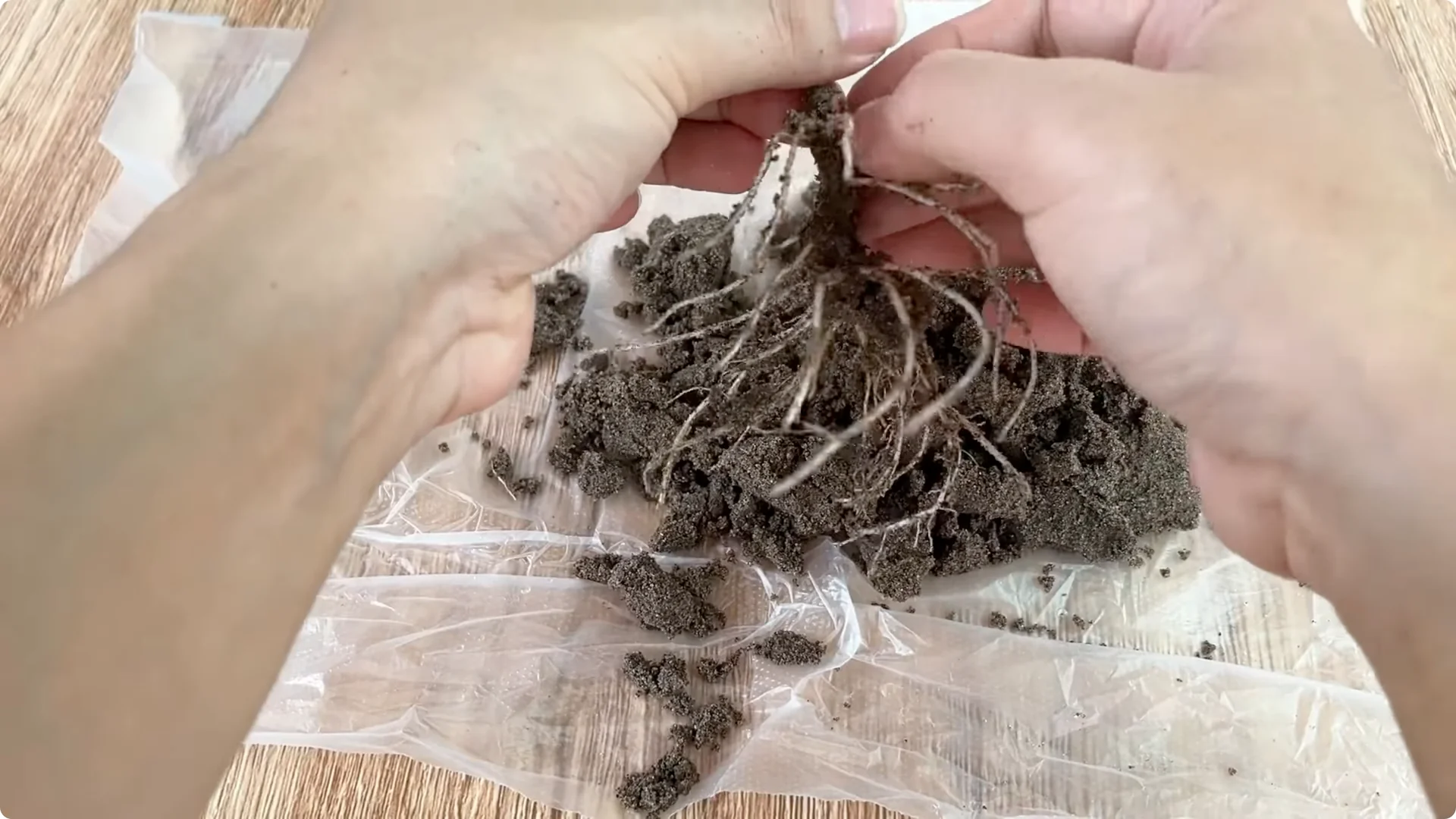 How One Cup Helped a Rose Branch Root and Bloom Abundantly screenshot 11