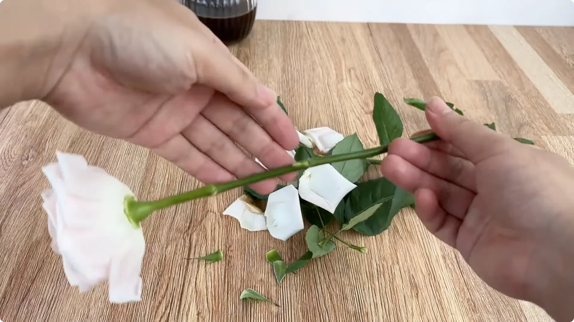 How One Cup Helped a Rose Branch Root and Bloom Abundantly screenshot 2