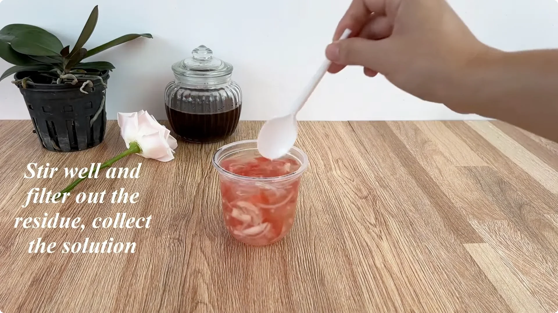 How One Cup Helped a Rose Branch Root and Bloom Abundantly screenshot 7