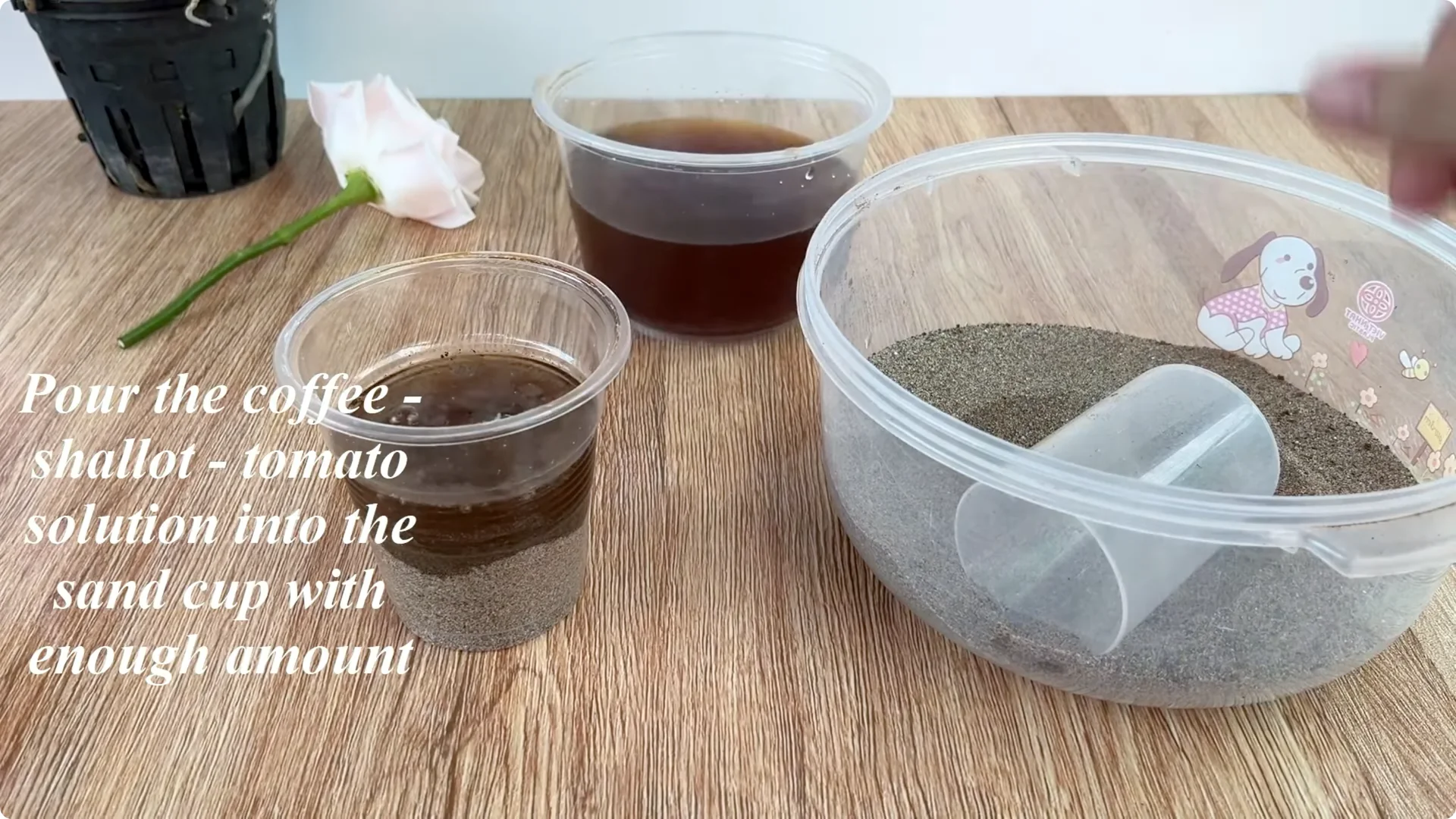 How One Cup Helped a Rose Branch Root and Bloom Abundantly screenshot 9