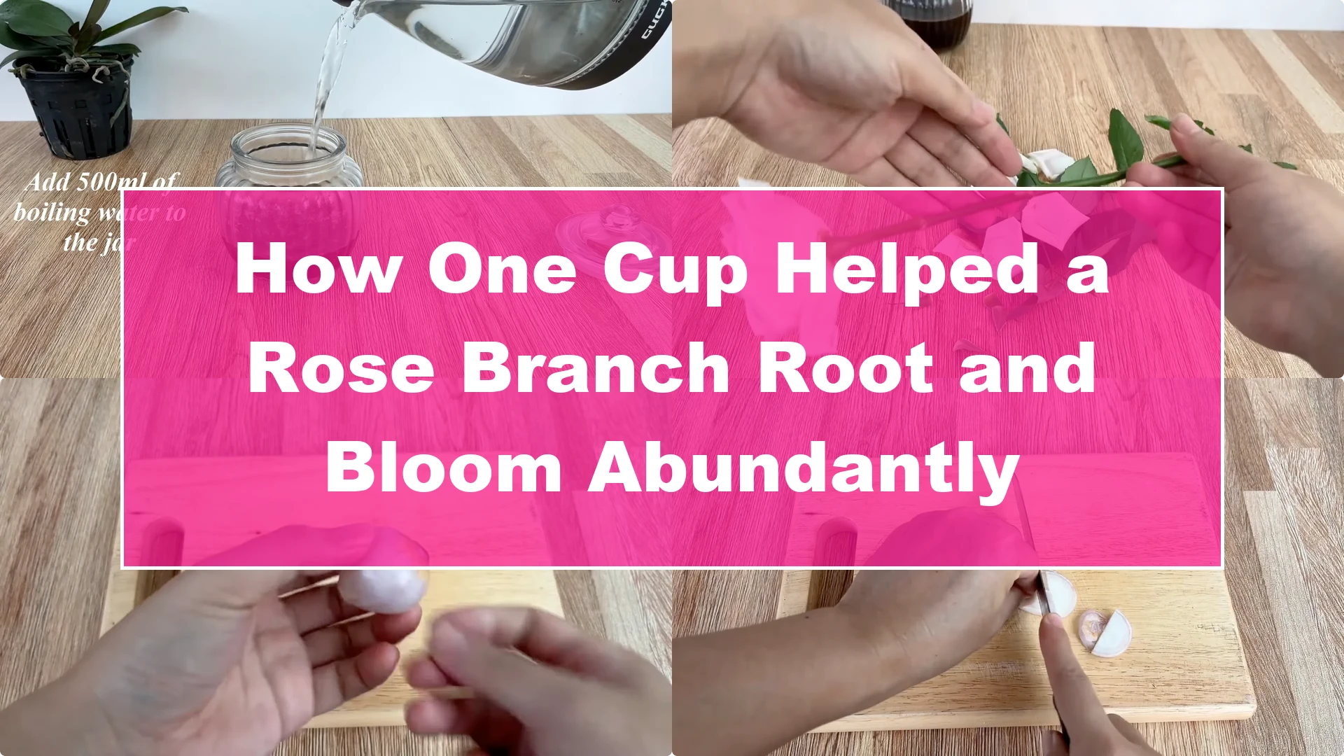 How One Cup Helped a Rose Branch Root and Bloom Abundantly - Featured Image