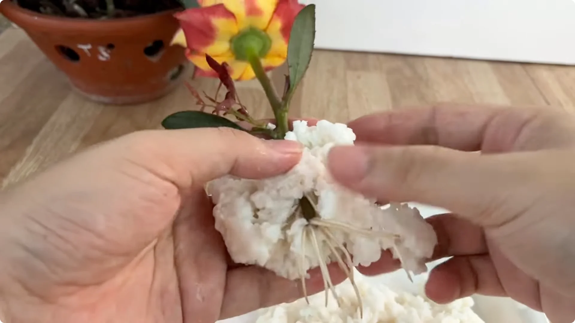 How One Cup Helped This Rose Branch Bloom Abundantly screenshot 10