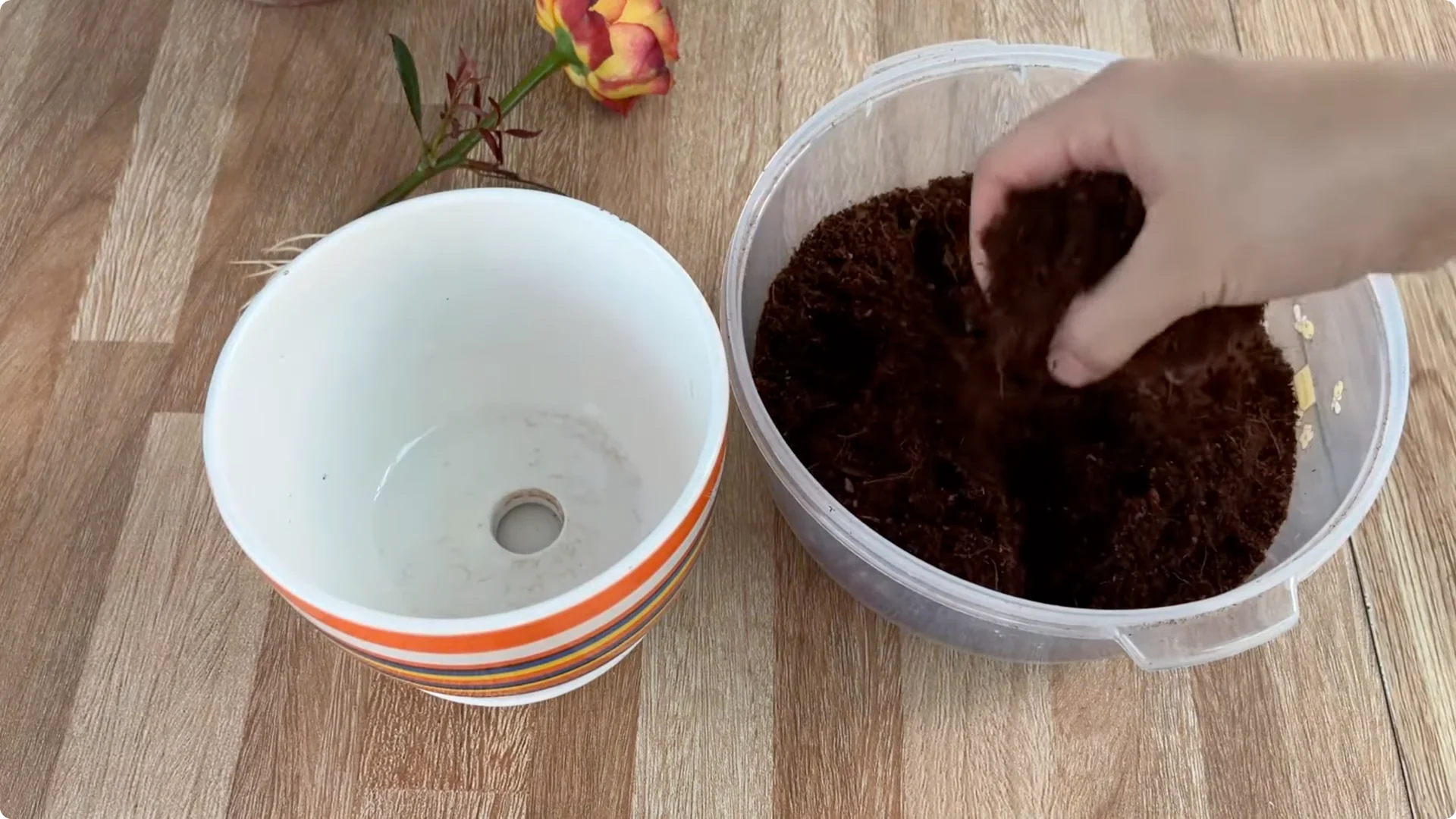 How One Cup Helped This Rose Branch Bloom Abundantly screenshot 11