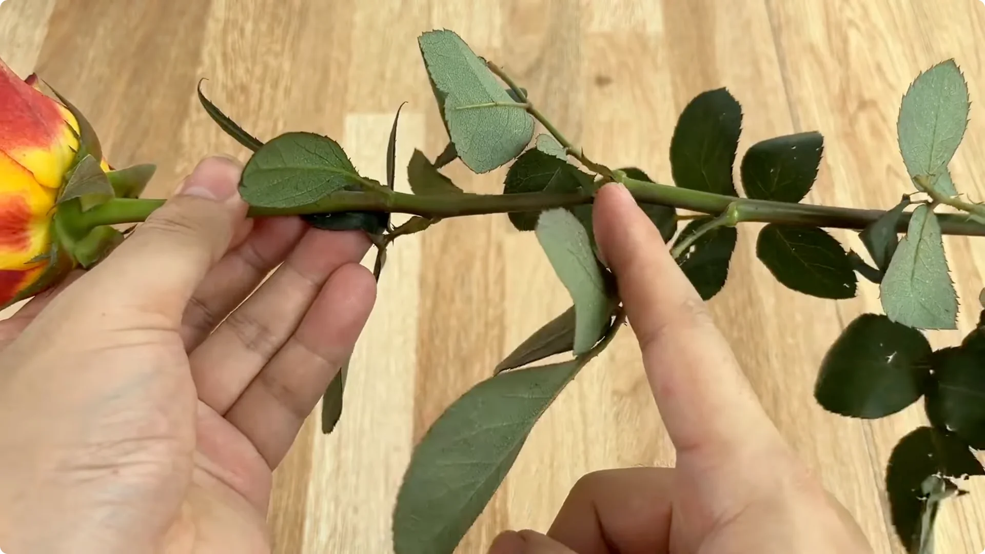 How One Cup Helped This Rose Branch Bloom Abundantly screenshot 2