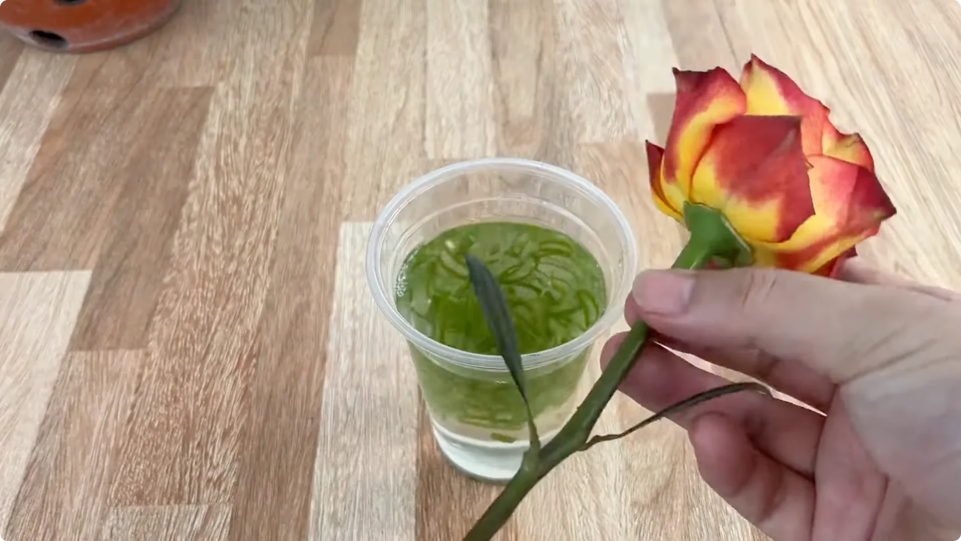 How One Cup Helped This Rose Branch Bloom Abundantly screenshot 4