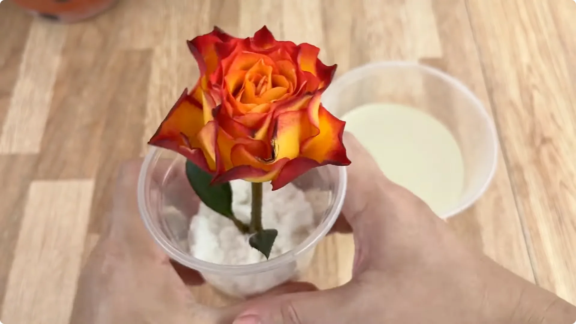 How One Cup Helped This Rose Branch Bloom Abundantly screenshot 8