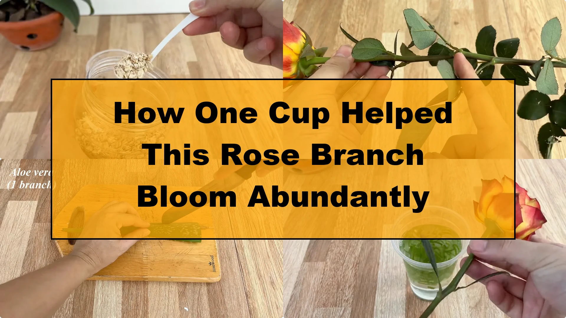 How One Cup Helped This Rose Branch Bloom Abundantly - Featured Image