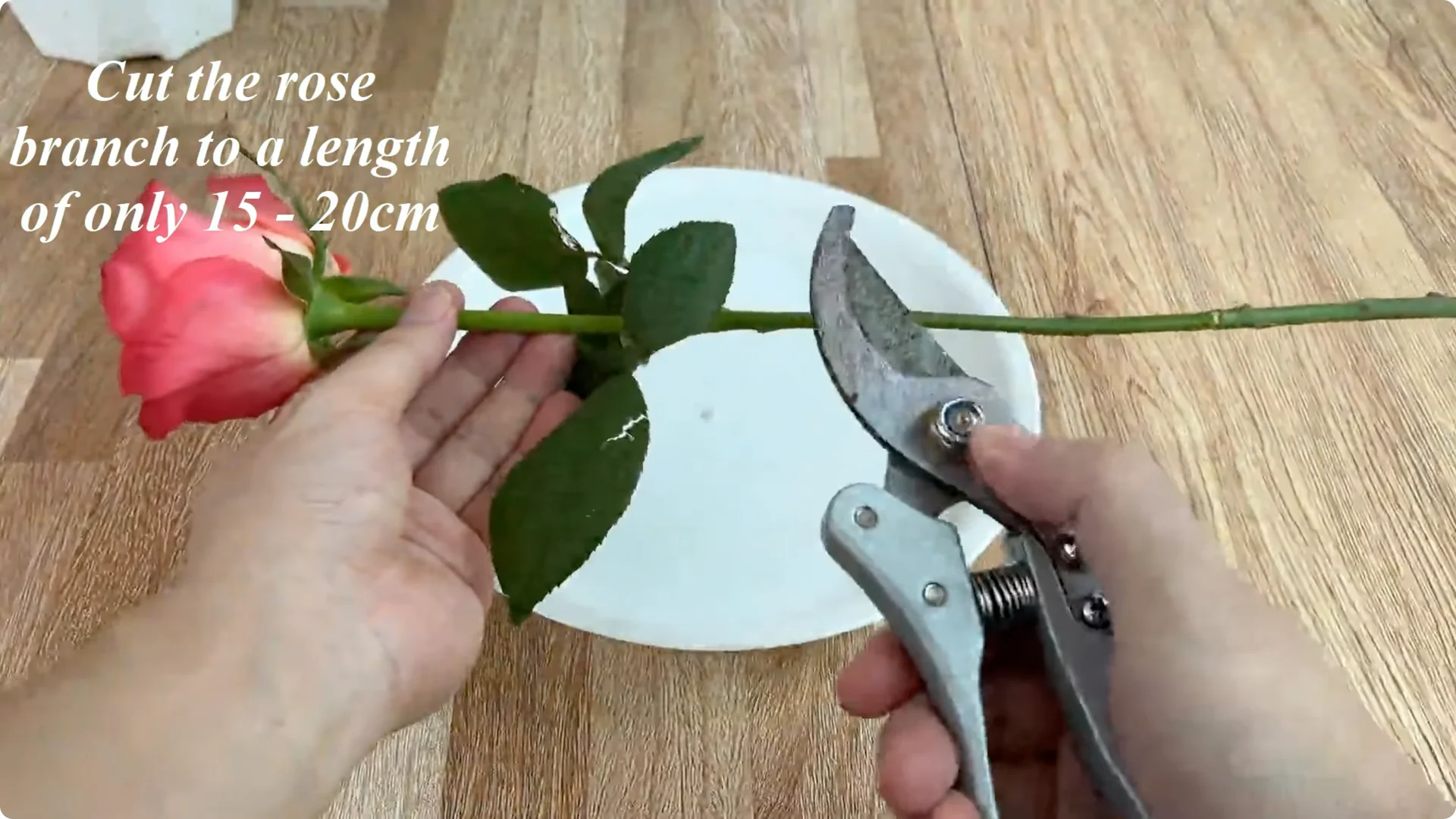 How One Cup Helps Rose Branches Grow Roots and Shoots screenshot 1