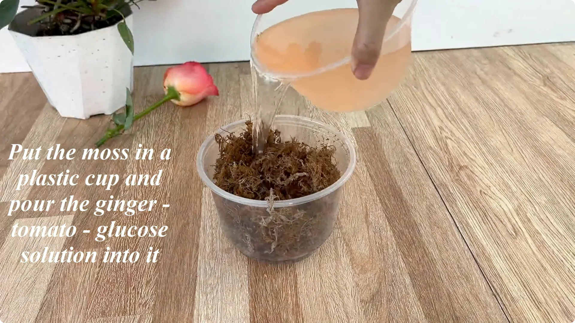 How One Cup Helps Rose Branches Grow Roots and Shoots screenshot 5