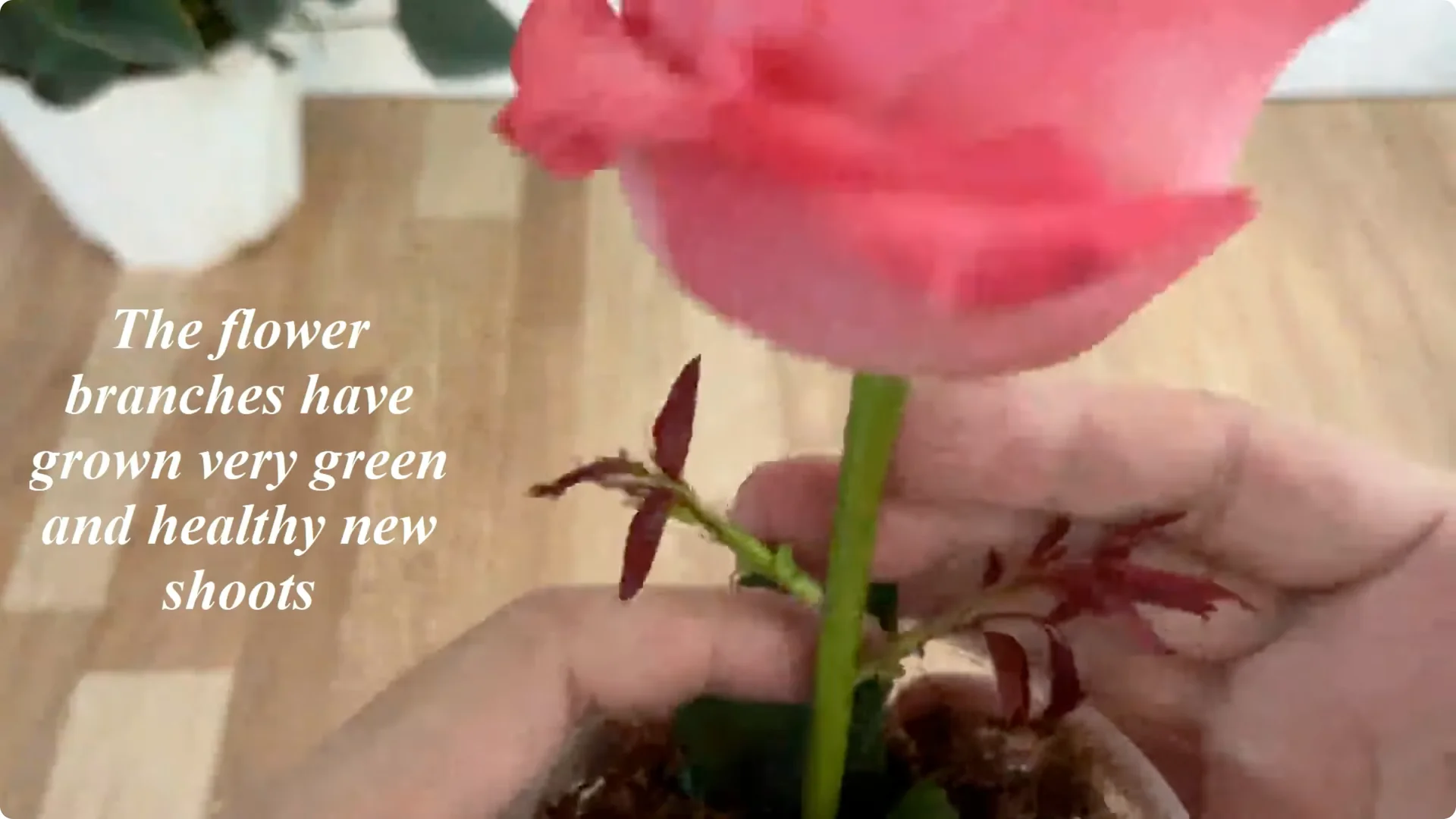 How One Cup Helps Rose Branches Grow Roots and Shoots screenshot 6