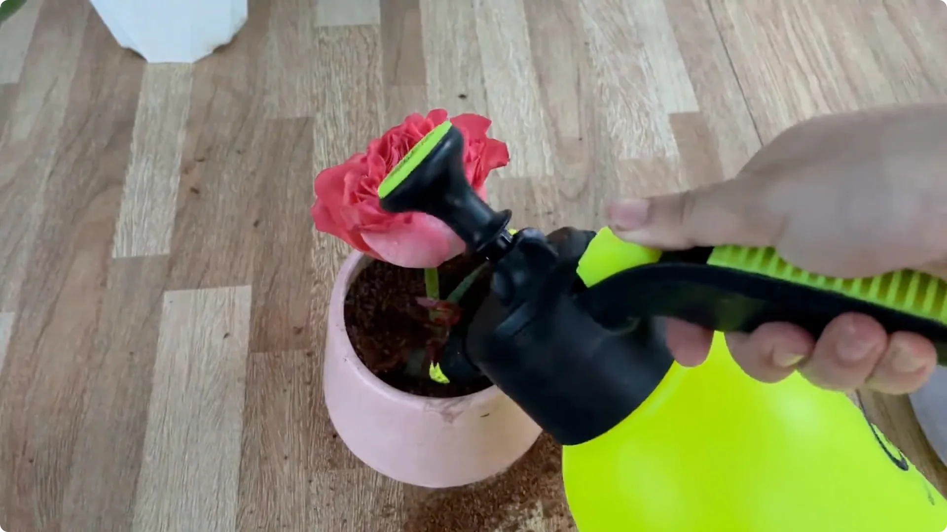 How One Cup Helps Rose Branches Grow Roots and Shoots screenshot 7