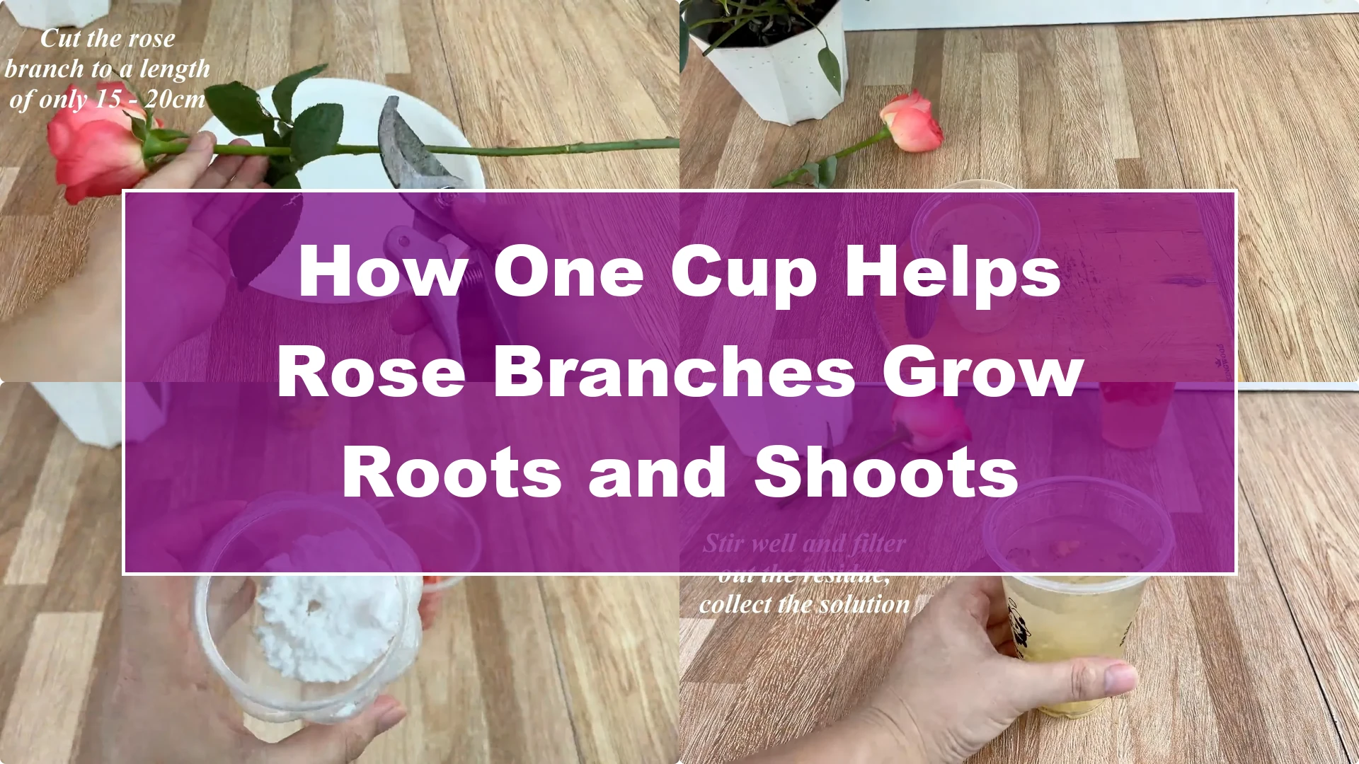 How One Cup Helps Rose Branches Grow Roots and Shoots - Featured Image
