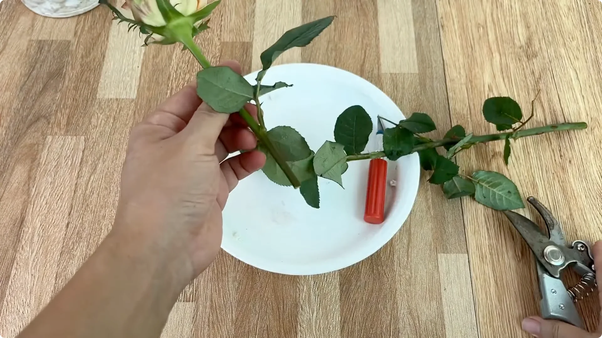 How One Cup Sparks 1001 Roots and Year-Round Roses screenshot 1