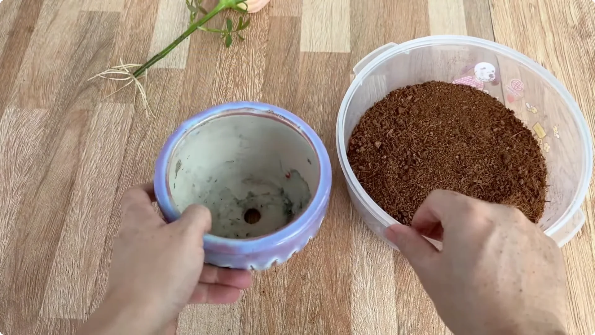 How One Cup Sparks 1001 Roots and Year-Round Roses screenshot 10