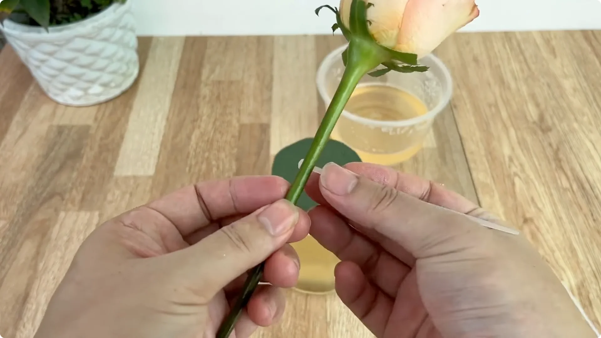 How One Cup Sparks 1001 Roots and Year-Round Roses screenshot 9