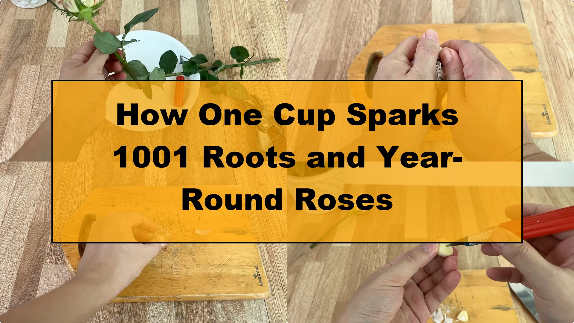 How One Cup Sparks 1001 Roots and Year-Round Roses - Featured Image
