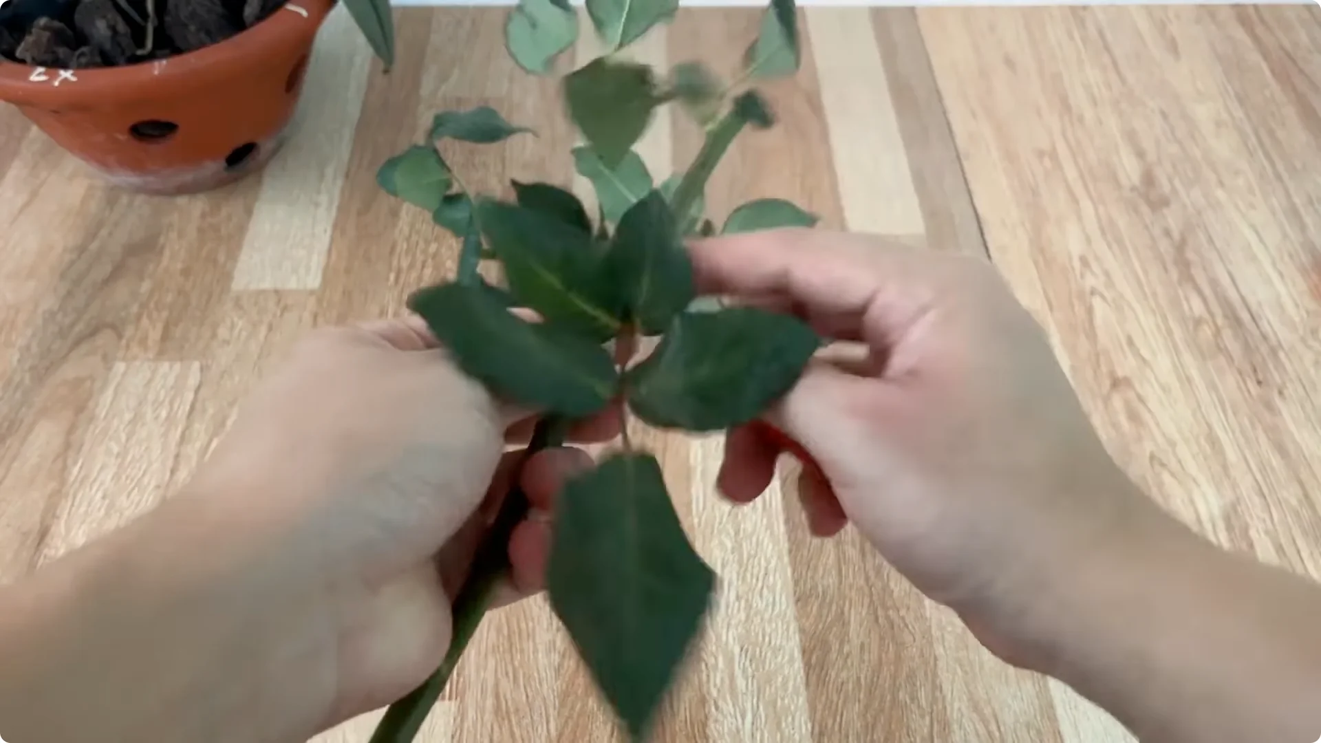 How One Cup Sparks Abundant Roots and Year-Round Roses screenshot 1