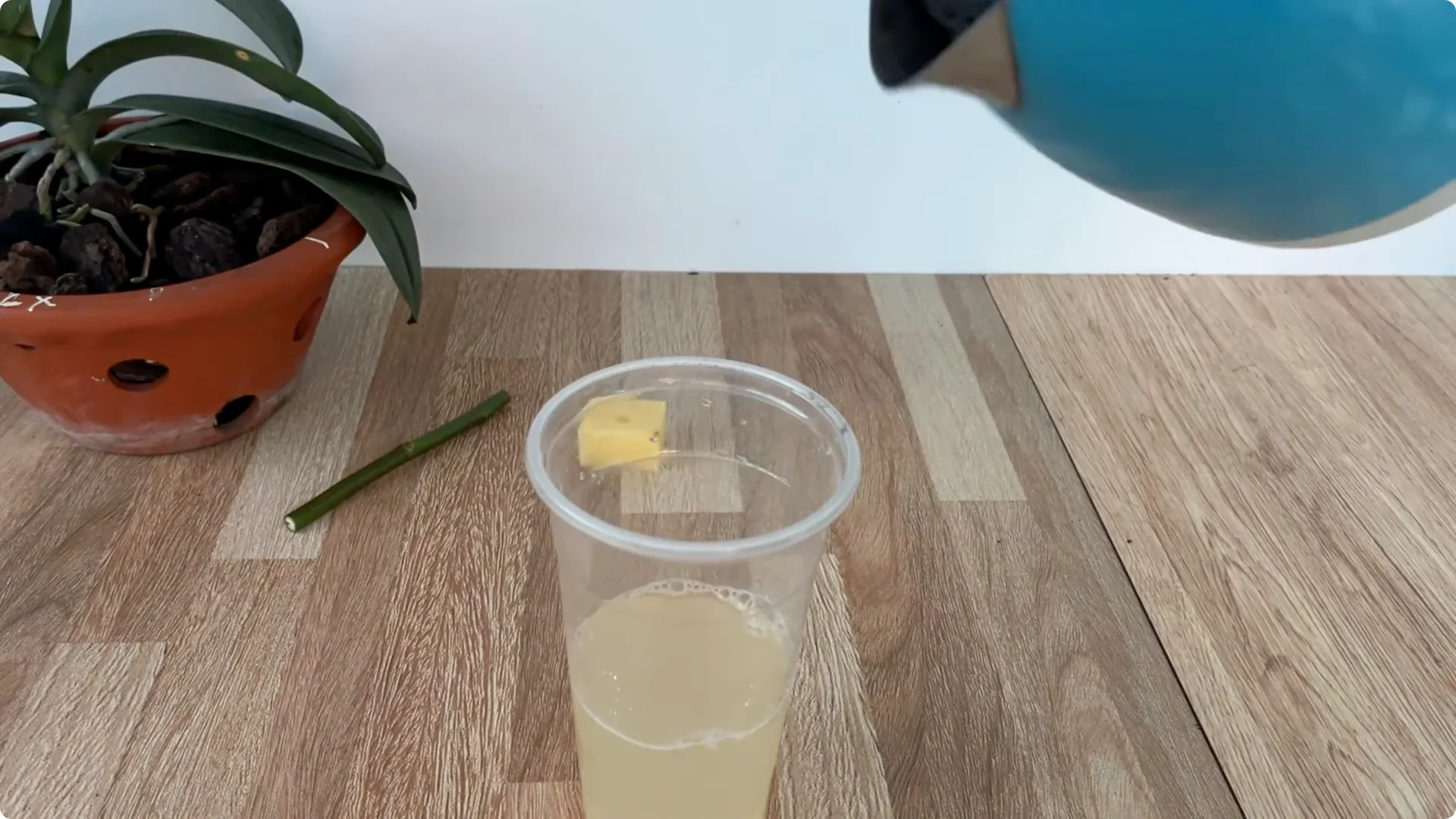 How One Cup Sparks Abundant Roots and Year-Round Roses screenshot 5