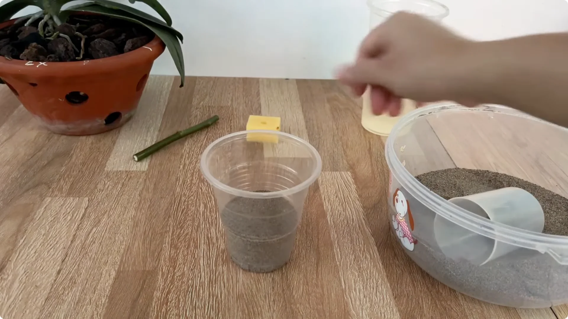 How One Cup Sparks Abundant Roots and Year-Round Roses screenshot 6