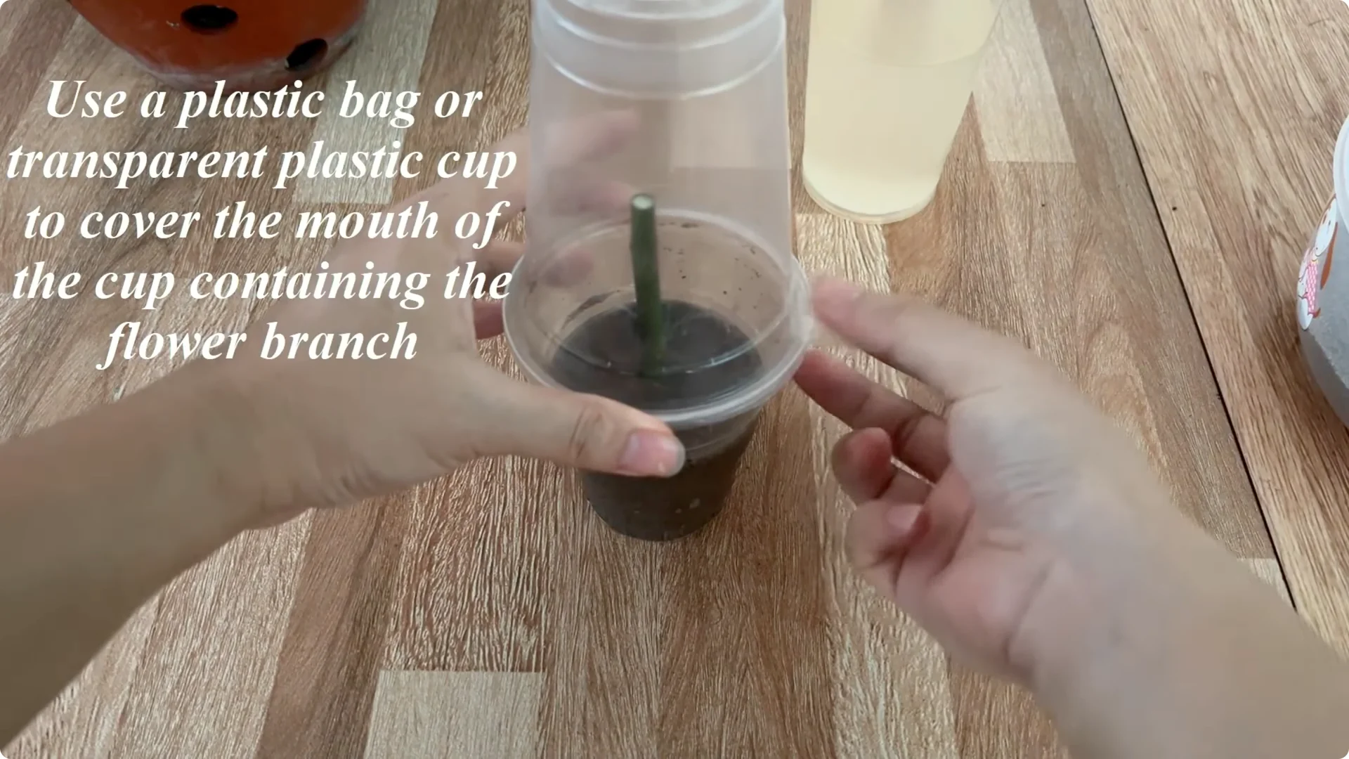 How One Cup Sparks Abundant Roots and Year-Round Roses screenshot 7