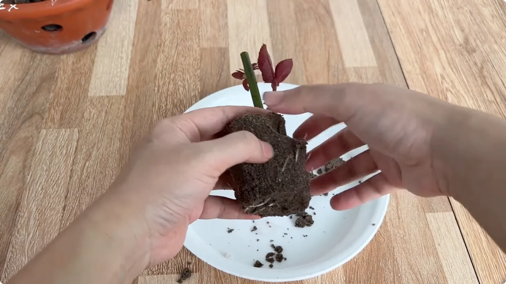 How One Cup Sparks Abundant Roots and Year-Round Roses screenshot 8