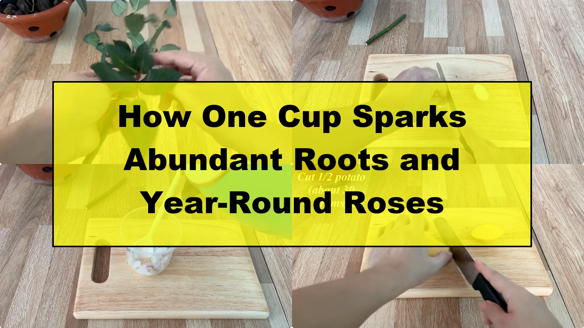 How One Cup Sparks Abundant Roots and Year-Round Roses - Featured Image
