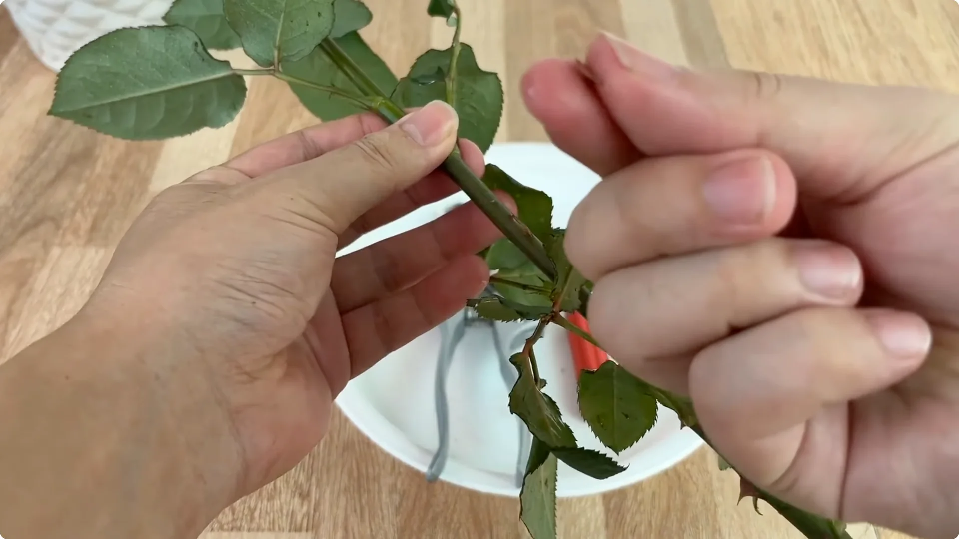 How One Cup Sparks Rapid Root Growth in Rose Branches screenshot 1