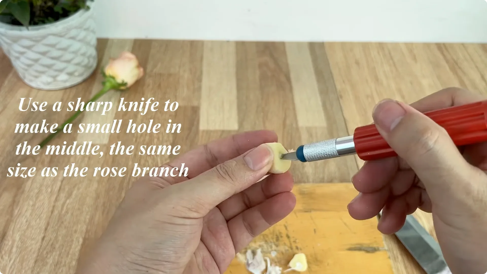 How One Cup Sparks Rapid Root Growth in Rose Branches screenshot 2