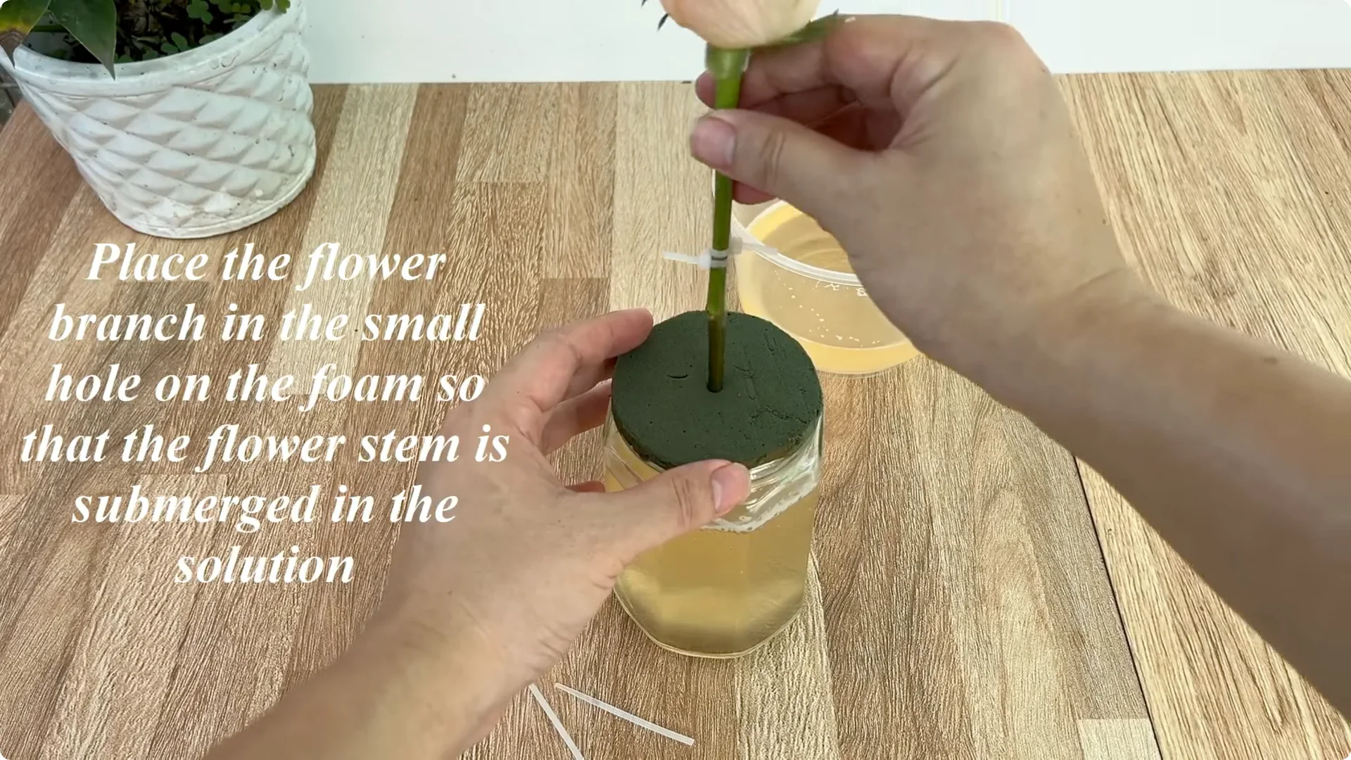 How One Cup Sparks Rapid Root Growth in Rose Branches screenshot 6