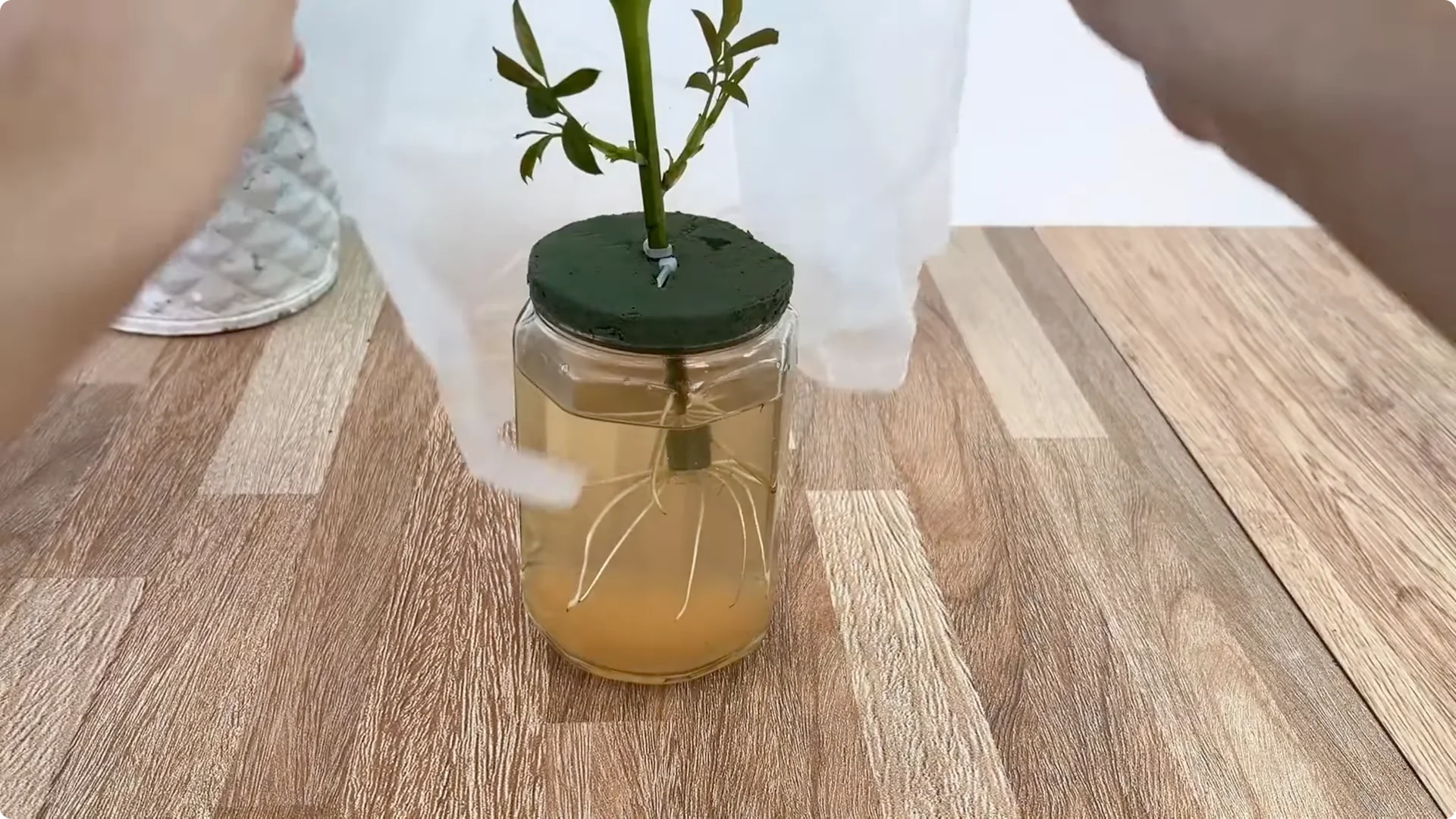 How One Cup Sparks Rapid Root Growth in Rose Branches screenshot 7