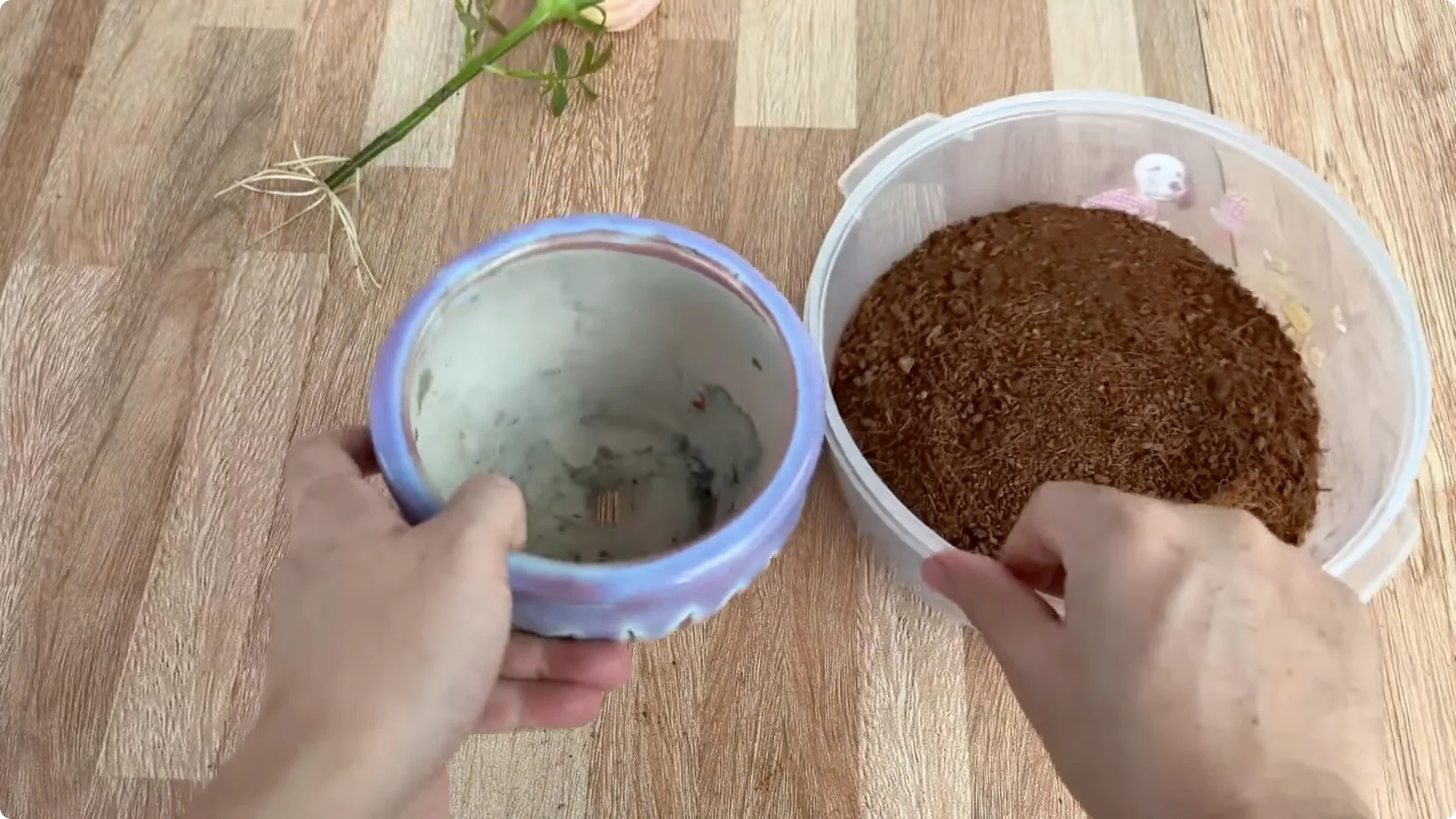 How One Cup Sparks Rapid Root Growth in Rose Branches screenshot 8