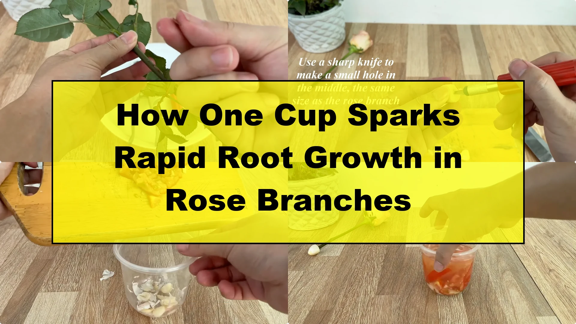 How One Cup Sparks Rapid Root Growth in Rose Branches - Featured Image